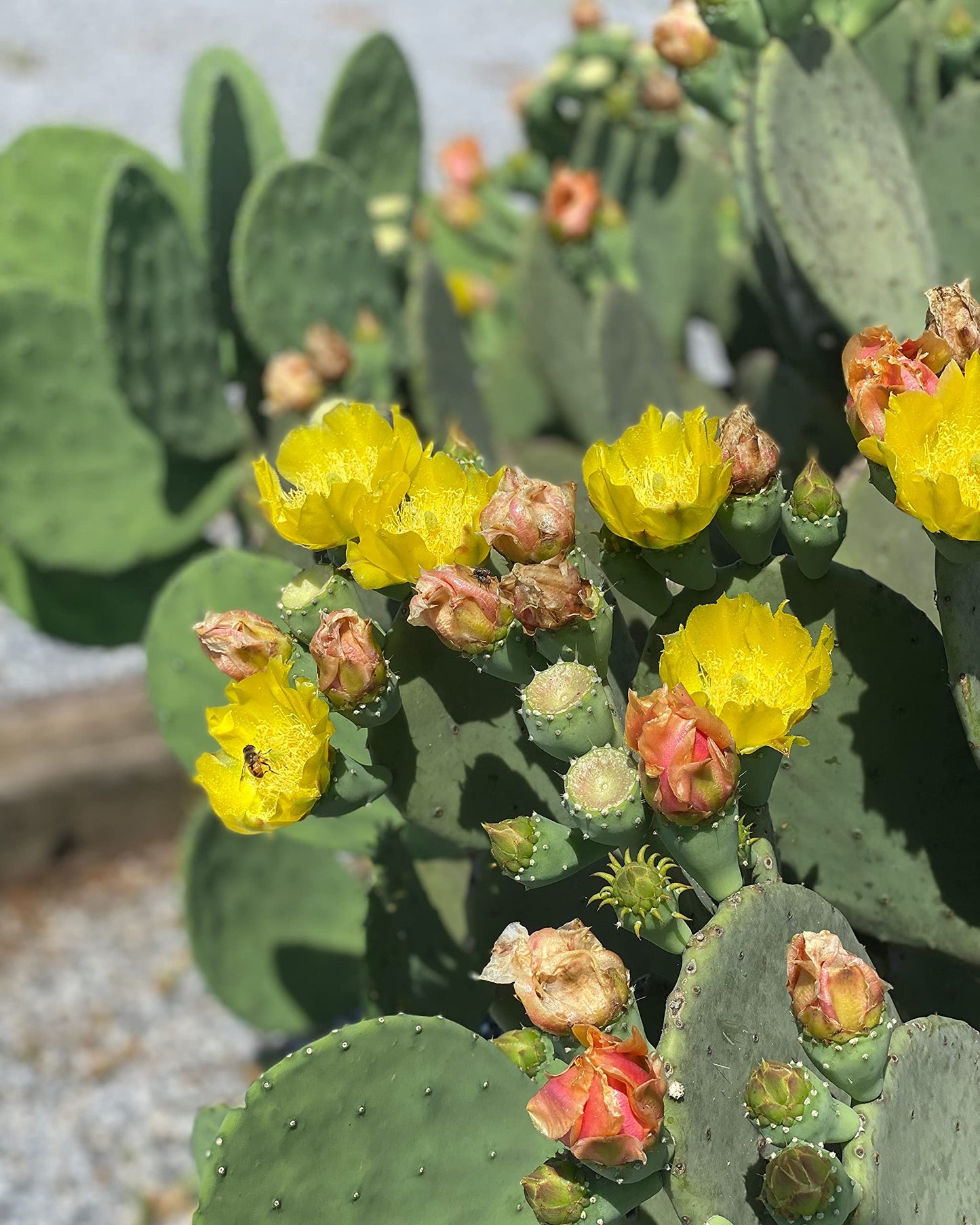 Creation Cultivated - Live "Spineless Prickly Pear Cactus" - Opuntia cacanapa "Ellisiana" (1 PAD Cutting) / Winter Hardy Cactus - USDA Zone 6 / Unrooted Freshly Cut Cactus Pads / Tortoise Food