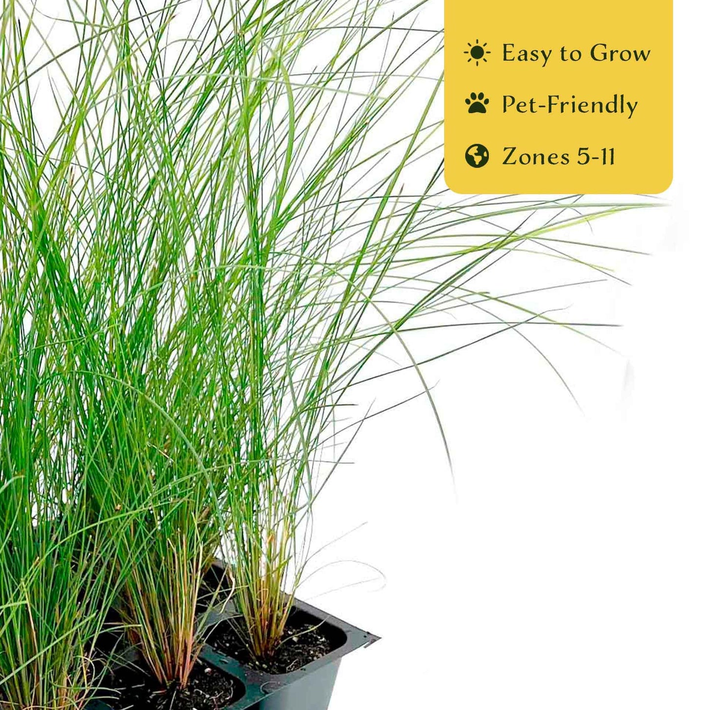 3 Pink Muhly Grass – Ornamental Perennial Grass with Cotton-Candy Pink Plumes for Borders & Mass Planting (Muhlenbergia capillaris) in 2.5″ Cubes, Live Plants