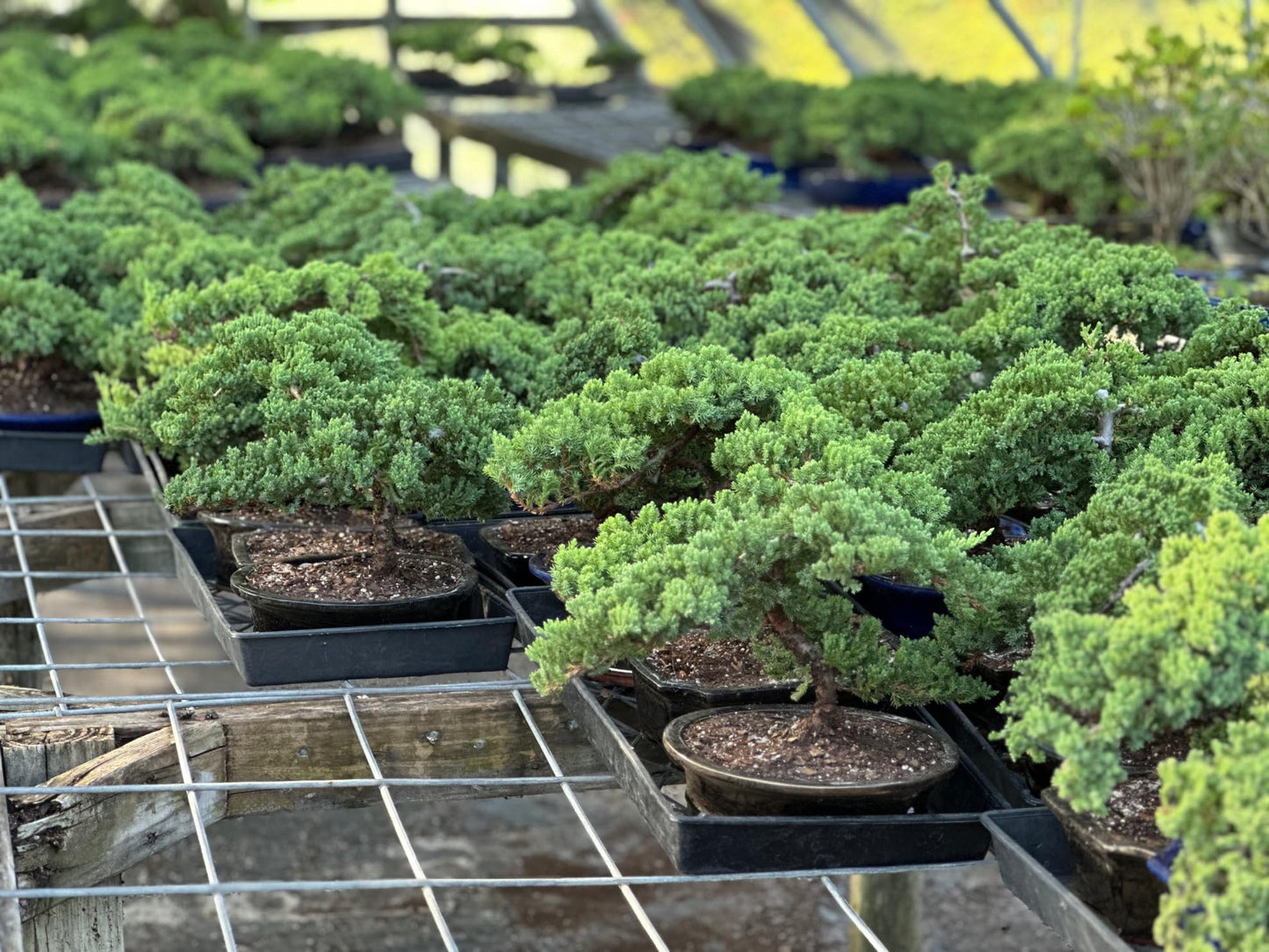 Live Dwarf Juniper Bonsai Tree | Potted in Large Ceramic Pot | 3 Years Old | 100% Handcrafted | Outdoor Bonsai | Unique Gift for Birthday, Graduation, Anniversary