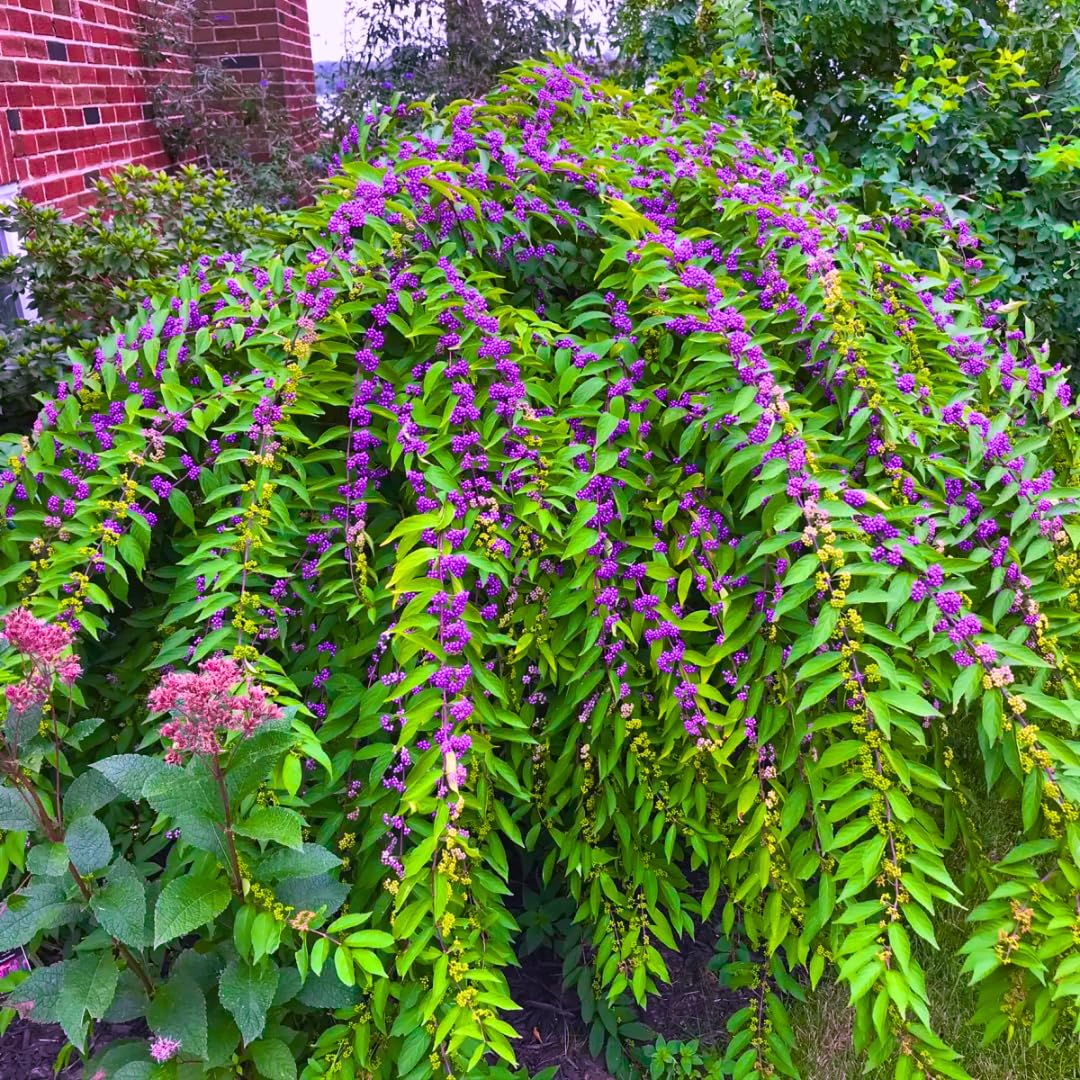 American Beautyberry Tree Live Plant, 2–3 Years Old, 12-16 Inches Tall, Outdoor Berry Shrub for Garden Spring Planting, Bare Root, Well-Rooted