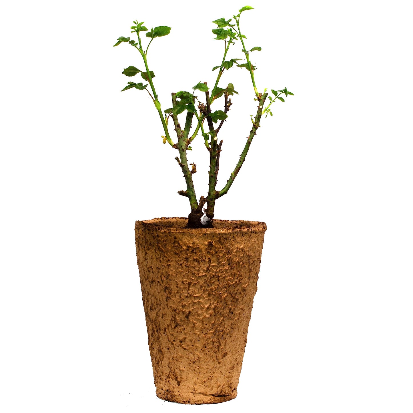 Tequila Rose Bush - 1.5 Gallon Live Plant, Apricot Orange Blooms All Season, Heat Tolerant Shrub Rose, Zones 5-10, Own Root - Stargazer Perennials