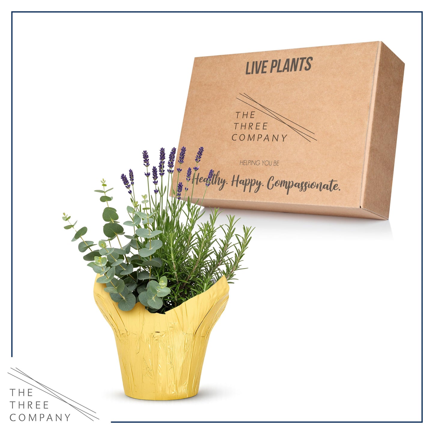 Live Aromatic and Healthy Herb Combo in Deco Cover - Air Purifier, Combo Includes Rosemary, Lavender, and Eucalyptus, 12" Tall by 6" Wide