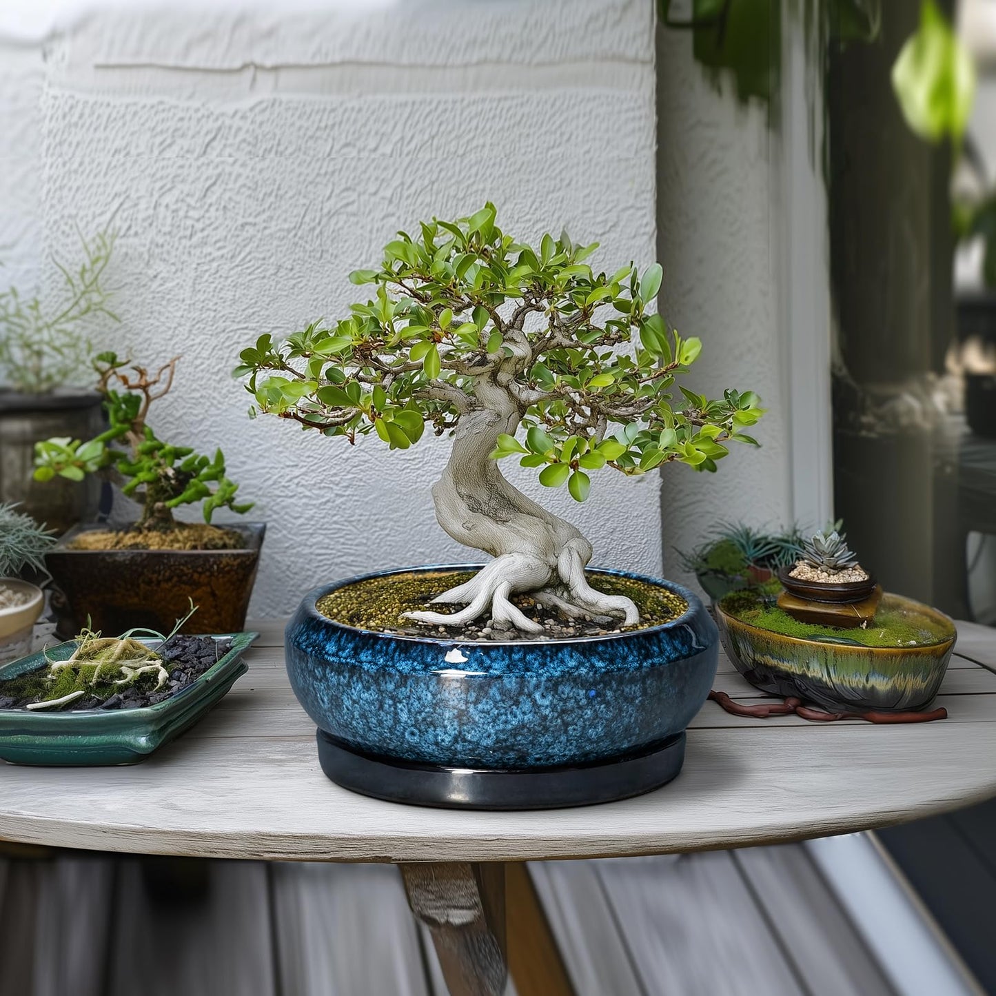 EPFamily Bonsai Tree Pots 10 Inch - Ceramic Succulent Pot with Drainage Hole and Saucer, Bonsai Pots for Indoor Outdoor, Round Succulent Planter, Shallow Planter, Desk Decor, Plant Lover Gifts, Blue