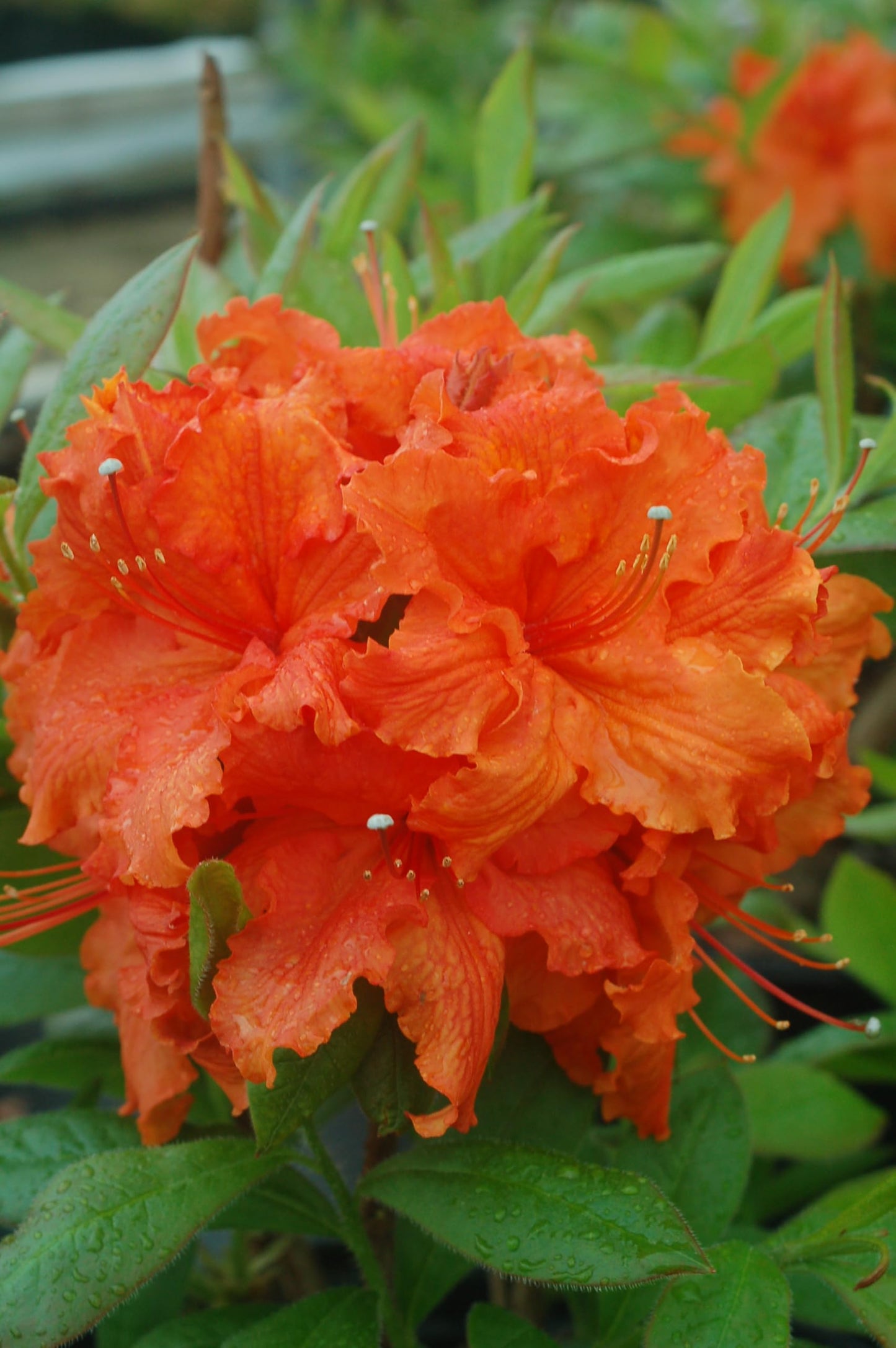Live Plant from Green Promise Farms - Gibraltar Azalea #2 Gallon Size Container Orange Flowers