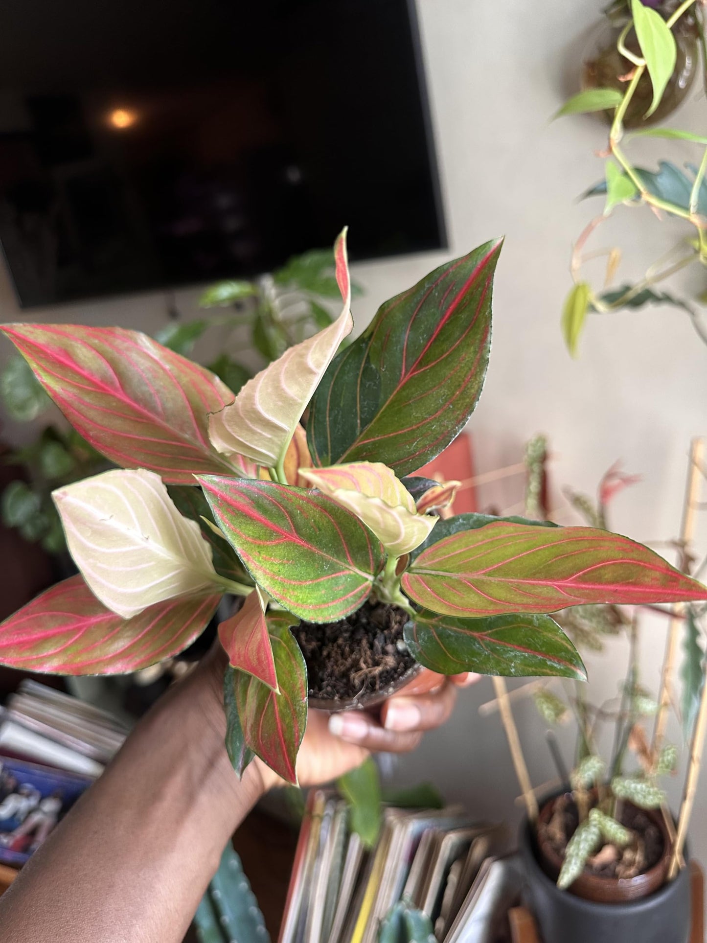 Aglaonema Red Vein Rare - Chinese Evergreen, Live Indoor Tropical Plant, 4 Inch, Pink and Green Variegated Leaves, Low Maintenance Air Purifying Houseplant in Nursery Pot
