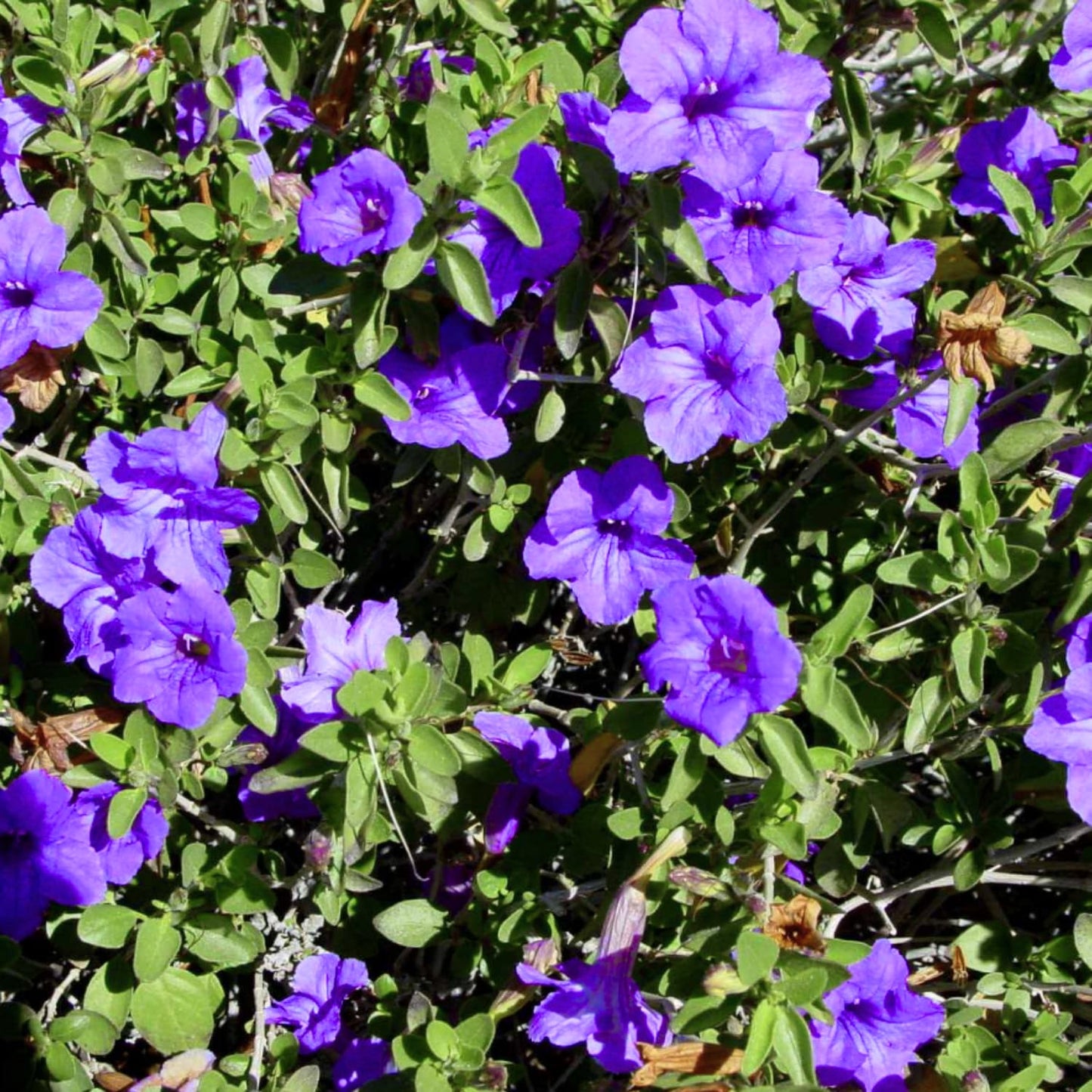 6 Mexican Petunia Live Plants, Vibrant, Low-Maintenance Perennial Flowers, 4-7 Inches, Garden or Containers Growing (Purple Showers)