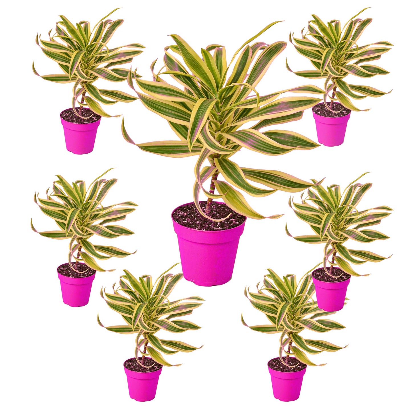7 Pack Dracaena 'Song of India' in 4in Pot - Live Plants Tropical Houseplants | Variegated | USA Growers | The Snobby Leaf