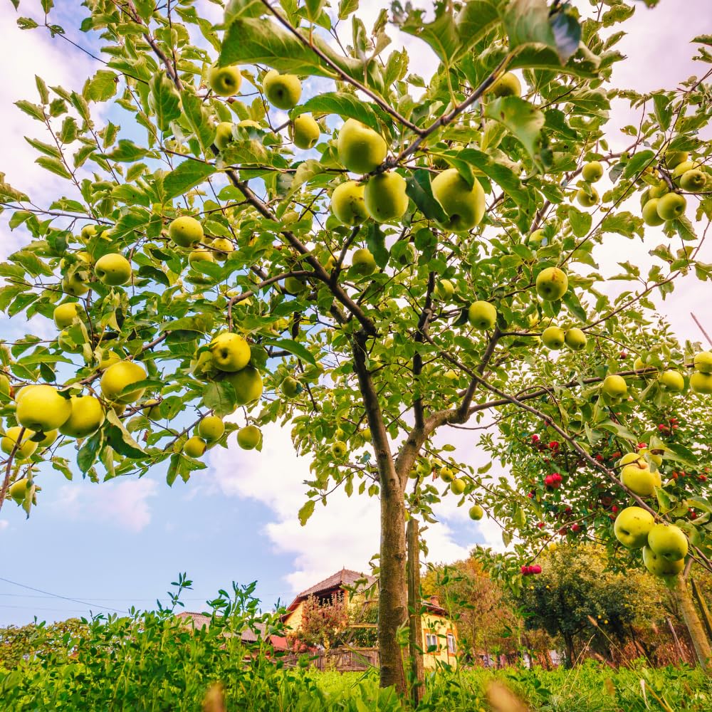 Apple Trees Live Plant, Golden Delicious Apple Tree in 3 Gallon Pot, Sweet Fruit Tree from 2 to 3 Feet Tall, Ready for Outdoor Garden, No Ship to CA