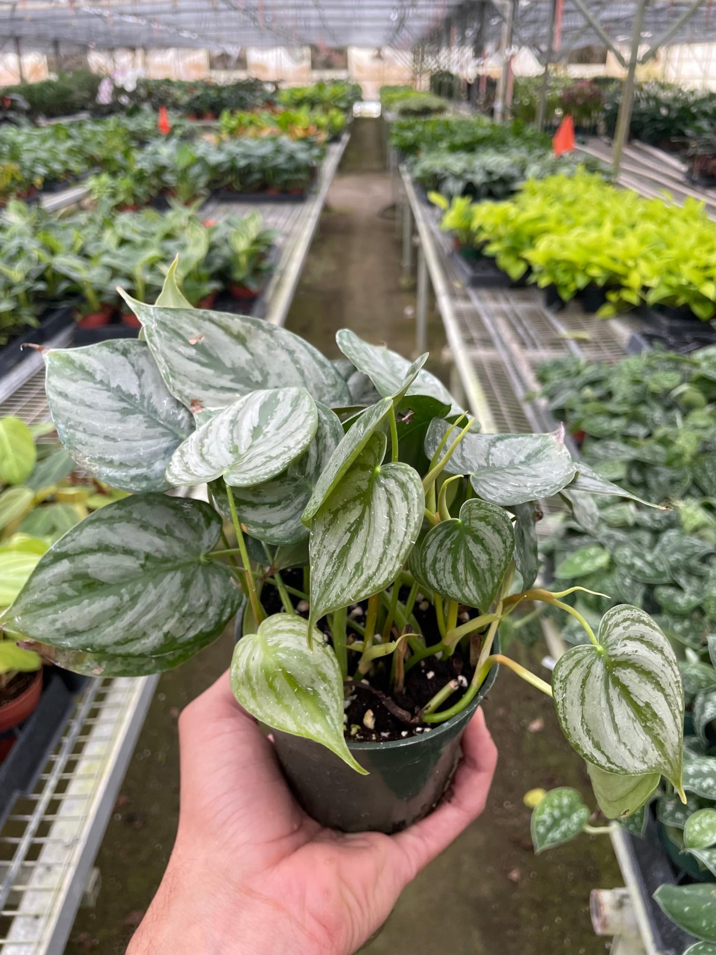 Philodendron Brandi | Live Plant for Indoor & Outdoor | for Living Room, Office, Bathroom | (4" Pot)