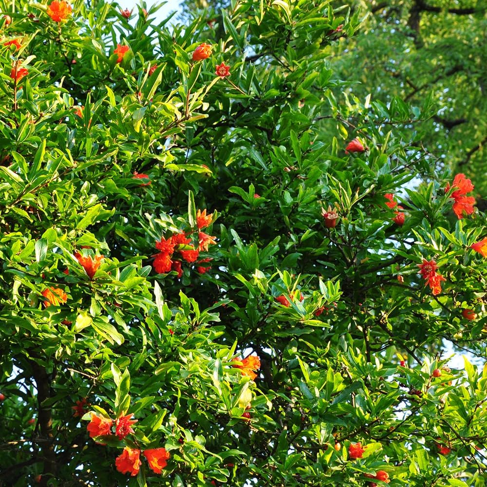 Russian Pomegranate, 5 Gallon Live Nursery Pot, Delicious Red Fruit| Arbor Day Foundation (Due to Agricultural Laws, Unavailable to CA, AZ, TX)