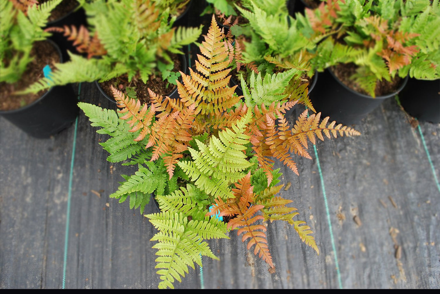 American Plant Exchange Live Autumn Fern – 6-Inch Pot – Hardy Shade-Loving Fern with Copper-Toned New Growth, Easy Care Plant for Outdoor Gardens, Patios, Containers & Woodland Landscapes