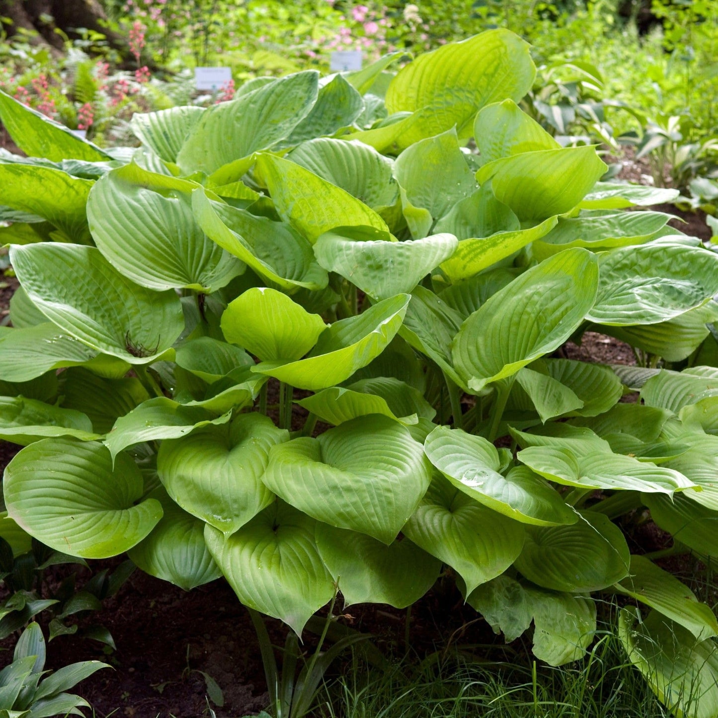 Easy to Grow Hosta Sum and Substance 3 Plant Roots - Summer Lavender Blooms on Lime Green Foliage for Shade Garden
