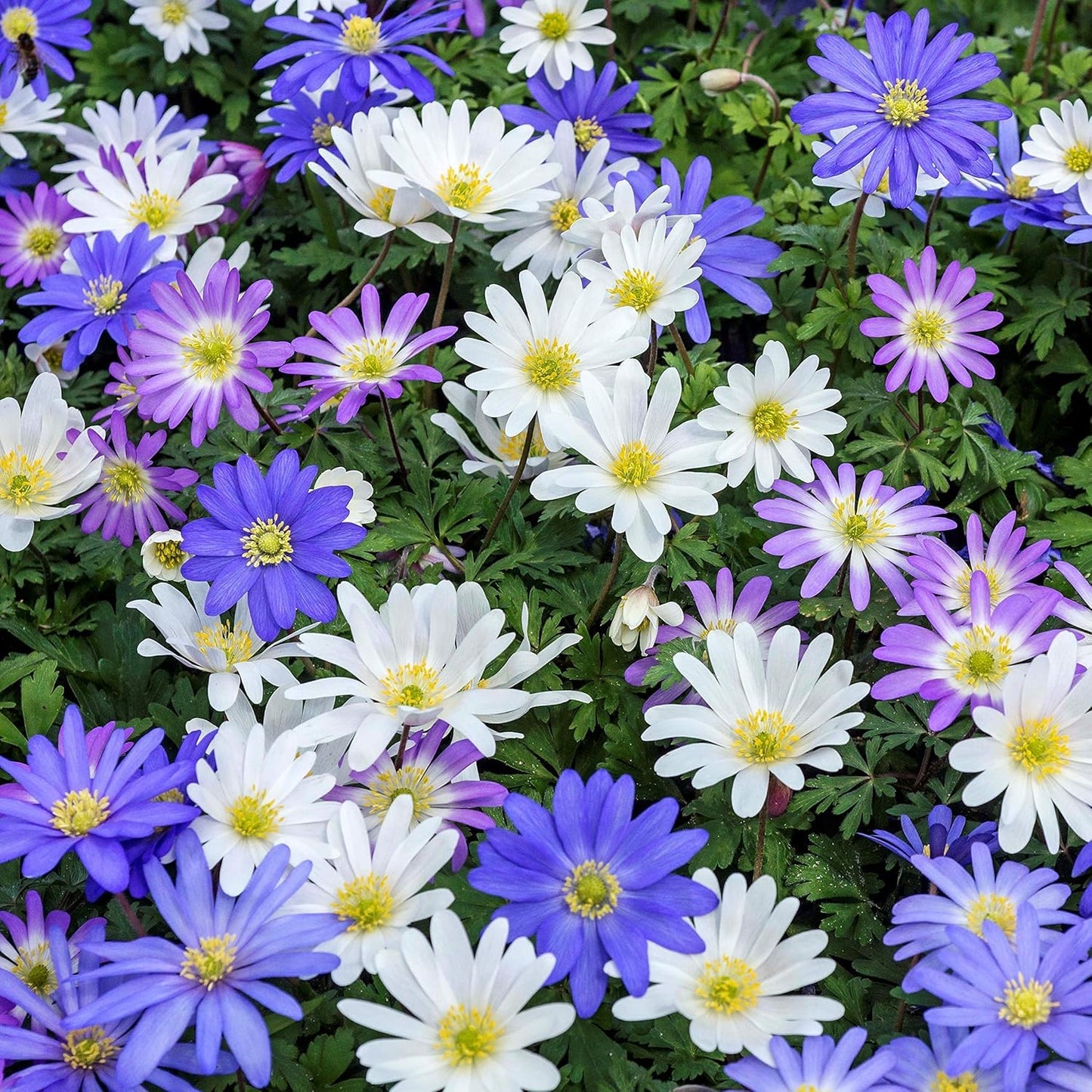 Amazing Deal! Anemone Blanda “Fireworks” – Colorful Perennial Flower Bulbs | Shade-Loving Windflowers in Purple, White, Pink & Blue | Attracts Butterflies & Bees | Zones 3–8 - (30 Bulbs)
