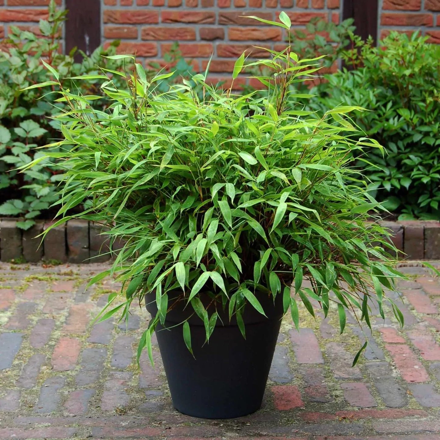 50 Dwarf Fountain Bamboo Seeds Perennial Ornamental Seed Privacy