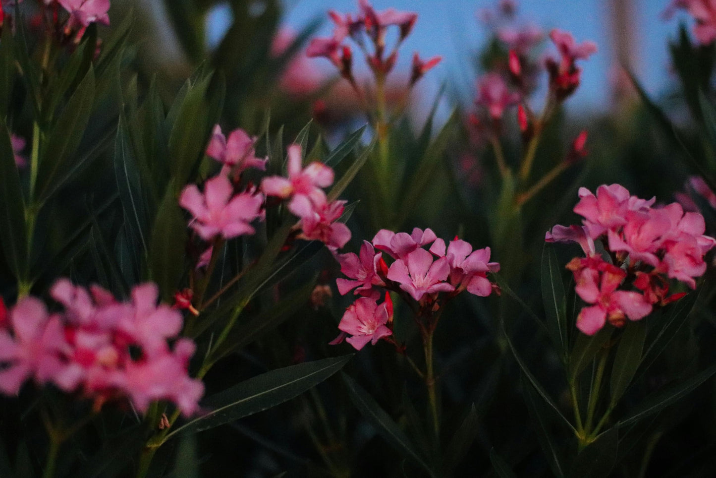 Pink Oleander Plants Pack of 3 - Live Nerium Oleander Plants for Sale 6-8" Tall, Evergreen Flowering Shrub, Container & Ground Friendly, Drought Tolerant, Year-Round Blooms