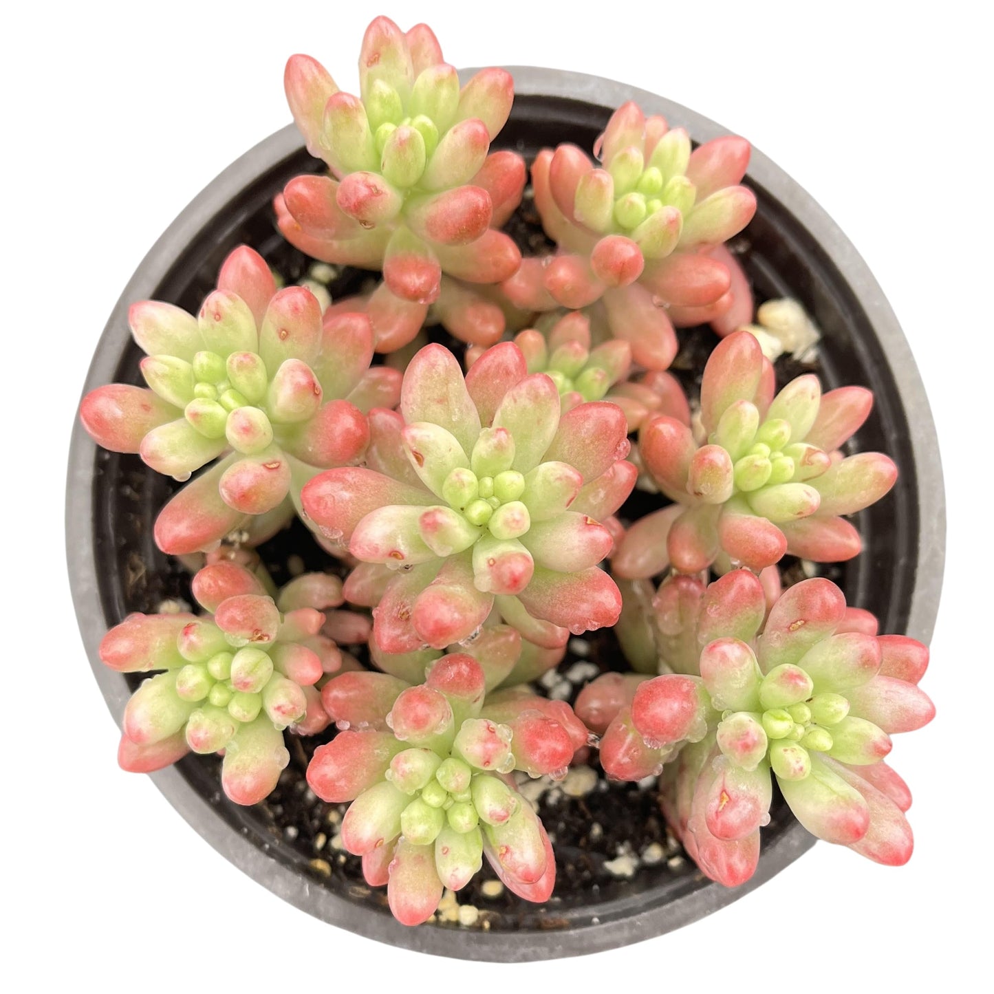 Sprout N Green Sedum Rubrotinctum 'Roseum', Mini Live Succulent Fully Rooted in 4 inch Starter Pot, House Plant for Indoor Outdoor Home Office Wedding Decoration Party Favor