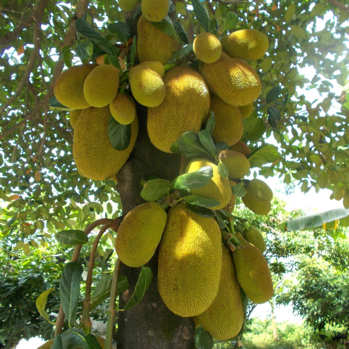 15 Jackfruit Seeds for Planting, Tropical Jackfruit Tree Seeds Indoor Outdoor