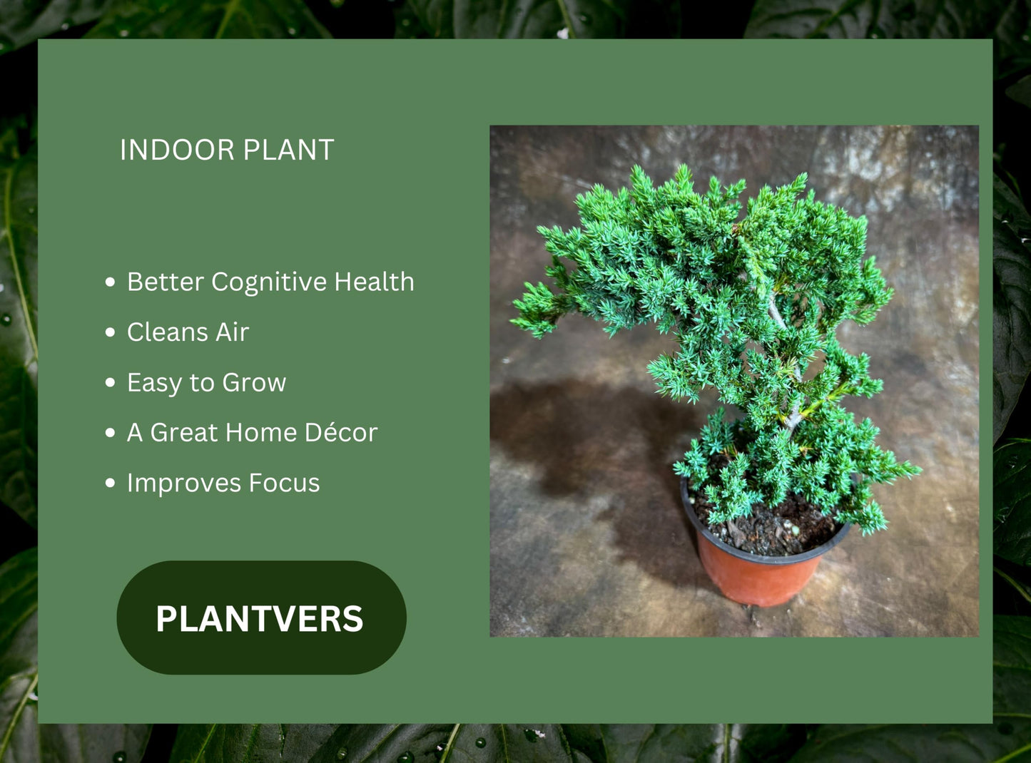 PLANTVERS Juniper Procumbens in a 4" Grow Pot – Live Bonsai Tree – Dwarf Japanese Garden Bonsai – Indoor/Outdoor Evergreen Plant – Easy Care Miniature Tree for Home or Office Décor