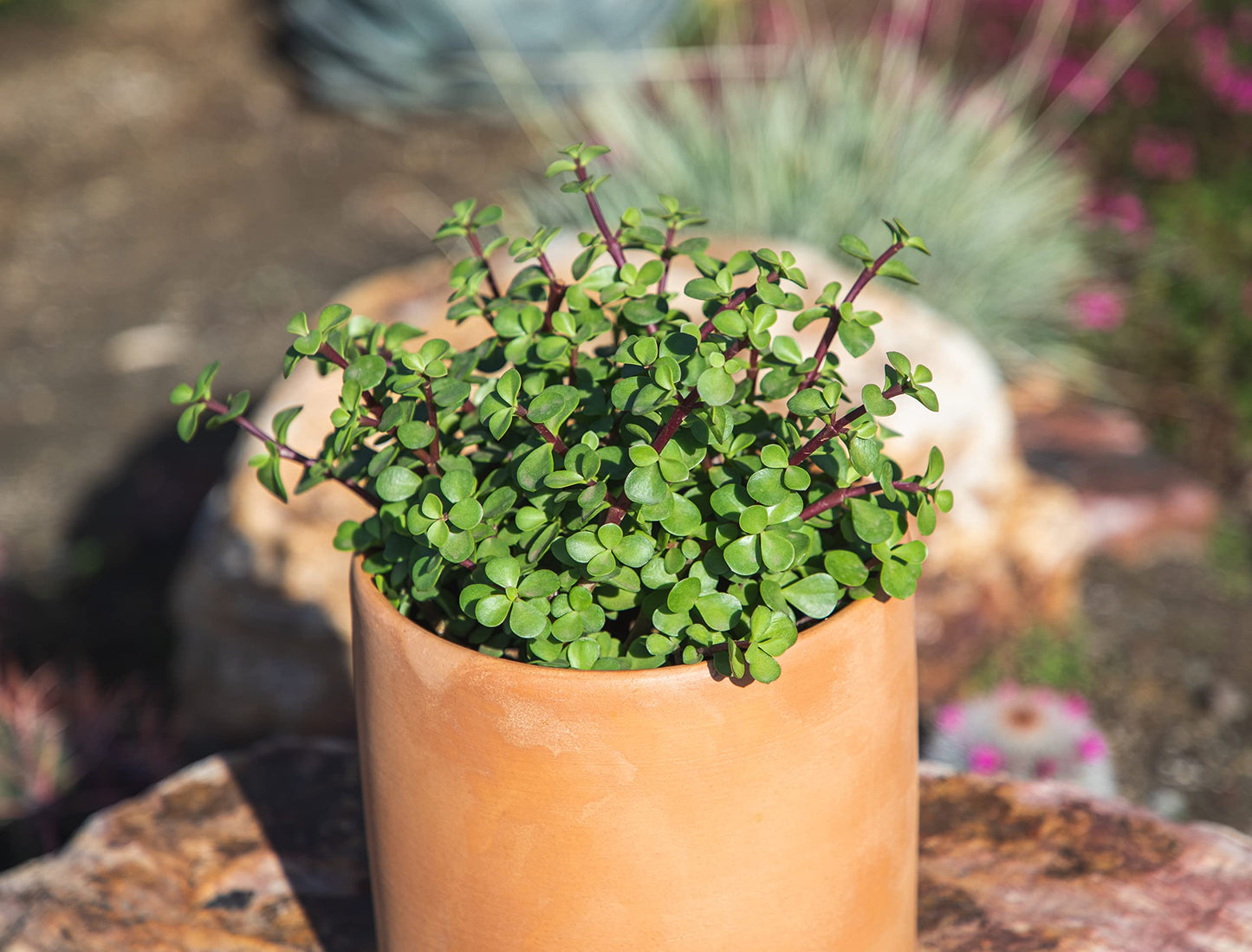 Succulents Plants Live Indoor Plants, Portulacaria Afra Live Houseplants, Live Succulents Live Plants Indoor Succulent Plants, Indoor Plant Real Succulents Plants House Plants by Plants for Pets