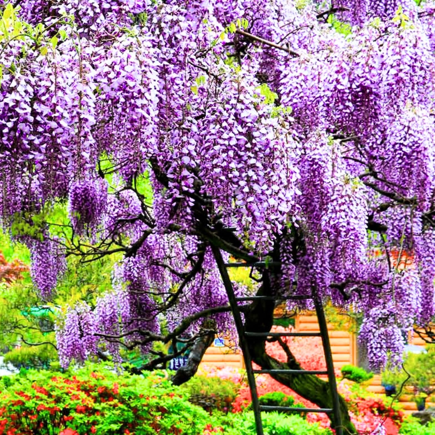 Purple Wisteria Tree Live Plant 6-12 Inc Height, Purple Wisteria Plant Live, Wisteria Vine Live Plant, Fragrant Flowers, in Pot
