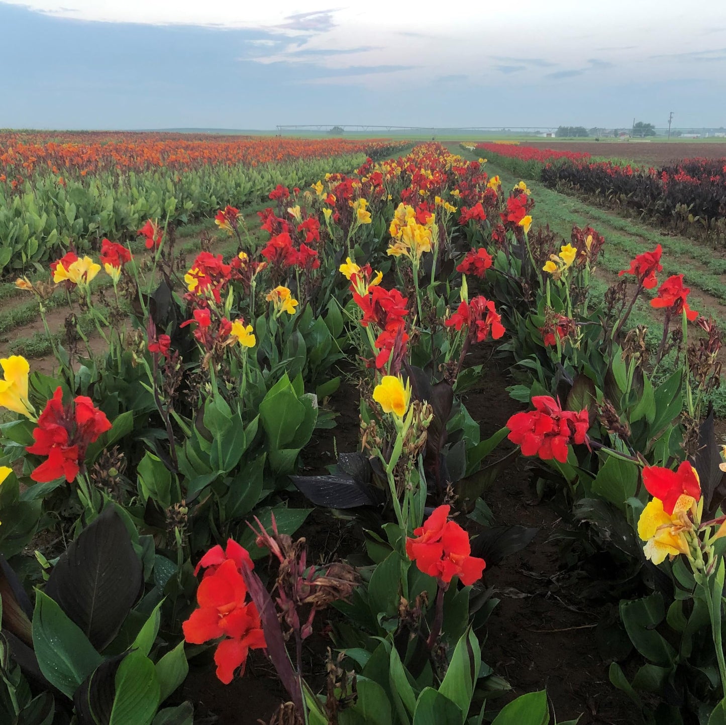 Cleopatra Canna Lily Bulb – Red and Yellow Bicolor Blooms, Tropical Garden Perennial, Zones 3–9, Summer Flowering Rhizome, 4–5 Ft Tall, 1 Bulb