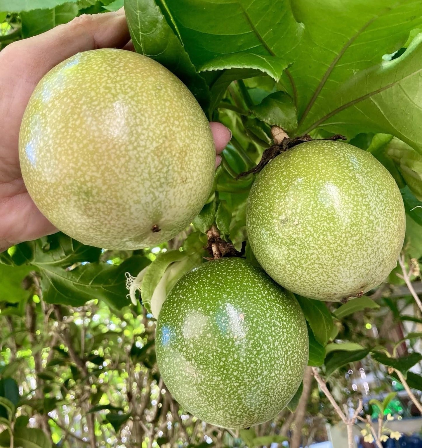2 Purple Passion Fruit Plants/Passiflora edulis 'Possum Purple' – 8" Tall, Fully Rooted