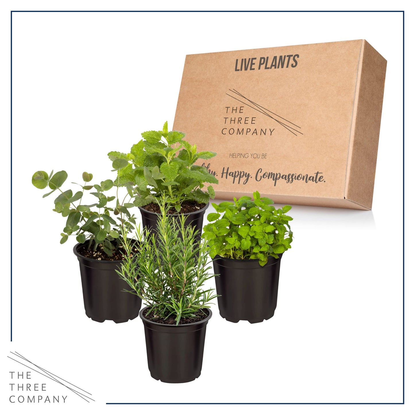 Live Aromatic and Edible Herbs - Assorted Varieties (4 Per Pack) - Lemon Verbena, Eucalyptus, Mint, Lavender - 6" Tall by 3" Wide in 1 Pint Pot