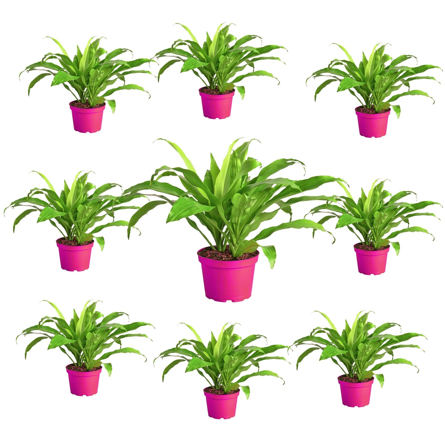 9 Pack Dracaena 'Lime Light' in 6in Pot - Live Plants Tropical Houseplants | Variegated | USA Growers | The Snobby Leaf