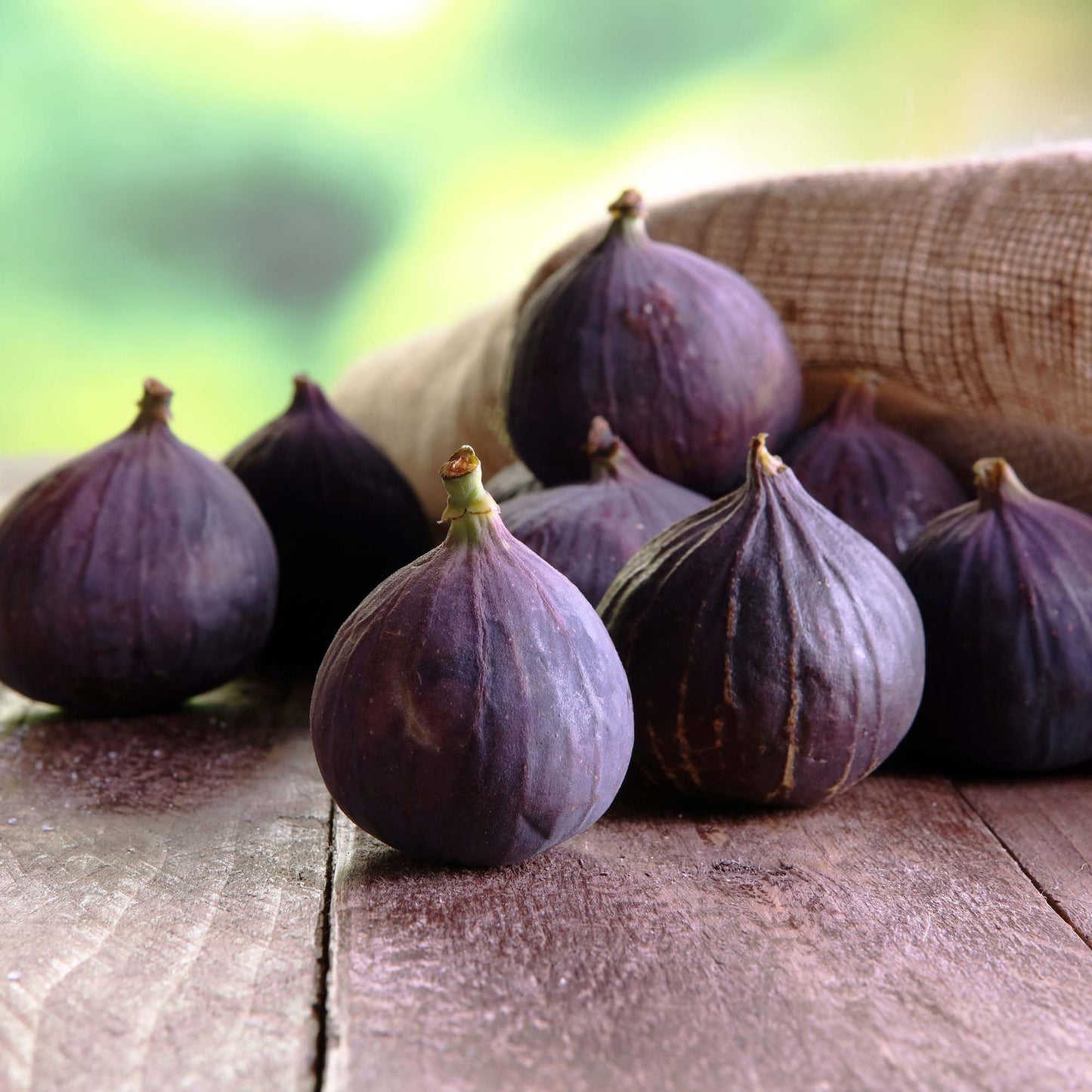 Perfect Plants Beer's Black Fig Tree in 1 Gallon Grower's Pot | Live Fruit Bearing Ficus for Indoor, Patio, & Outdoor Growing | Organic Edible Figs | Hardy Dwarf Tree | Fresh or Dried Fruit