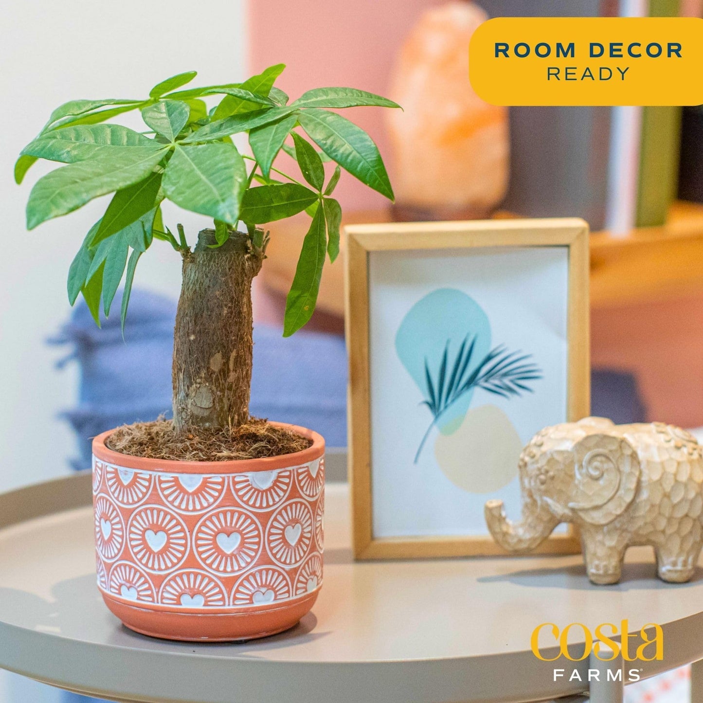 Costa Farms Money Tree Live Indoor Plant, 10 Inches Tall, Pachira Aquatica Bonsai-Style Real Plant, Pet-Friendly Real Houseplant in Decorative Pot, Desk or Office Decor Gift