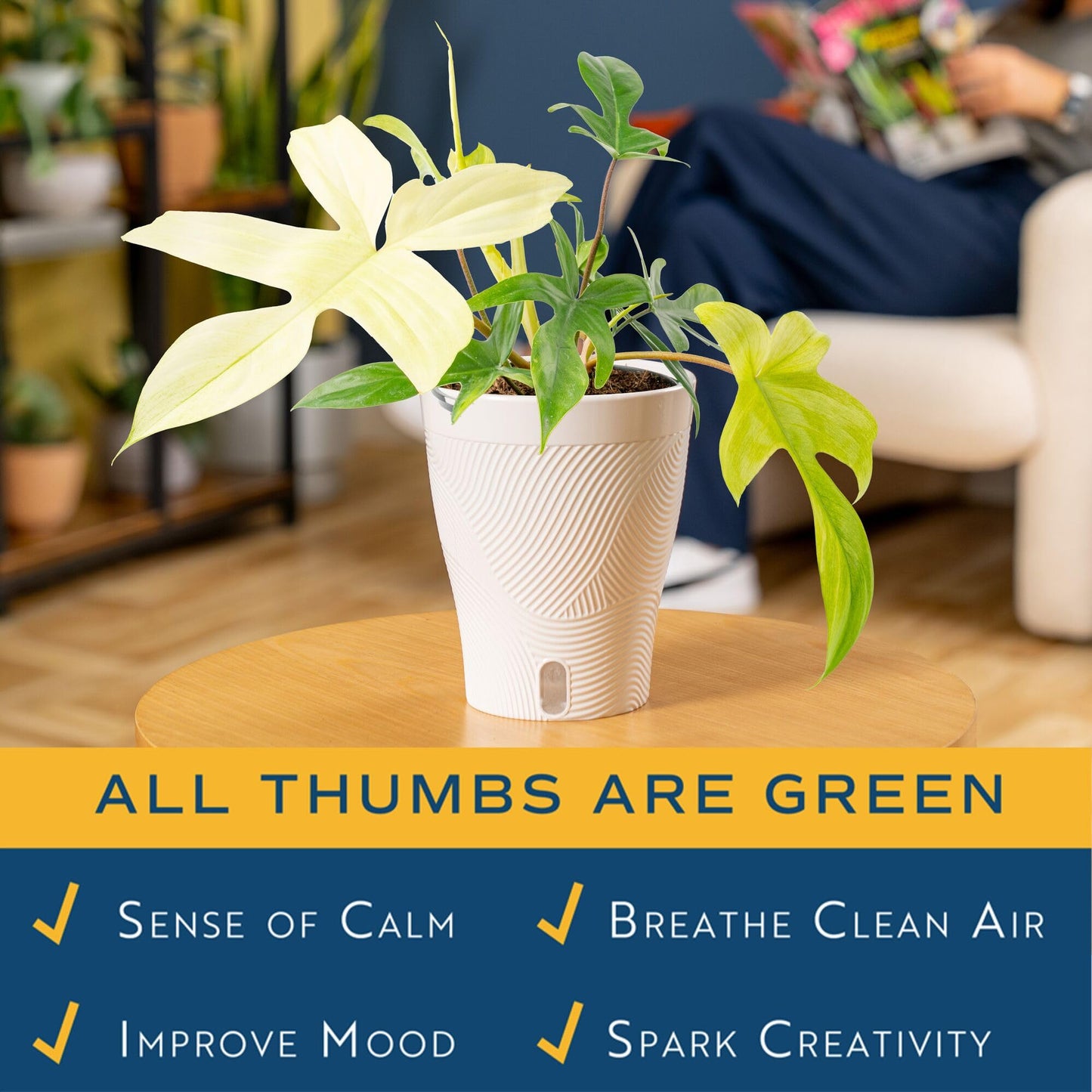Costa Farms Philodendron Florida Ghost Live Plant in Self Watering Pot, Air Purifying Indoor Houseplant, Home, Room, or Office Decor, House Warming or Birthday Gift, 12-18 Inches Tall