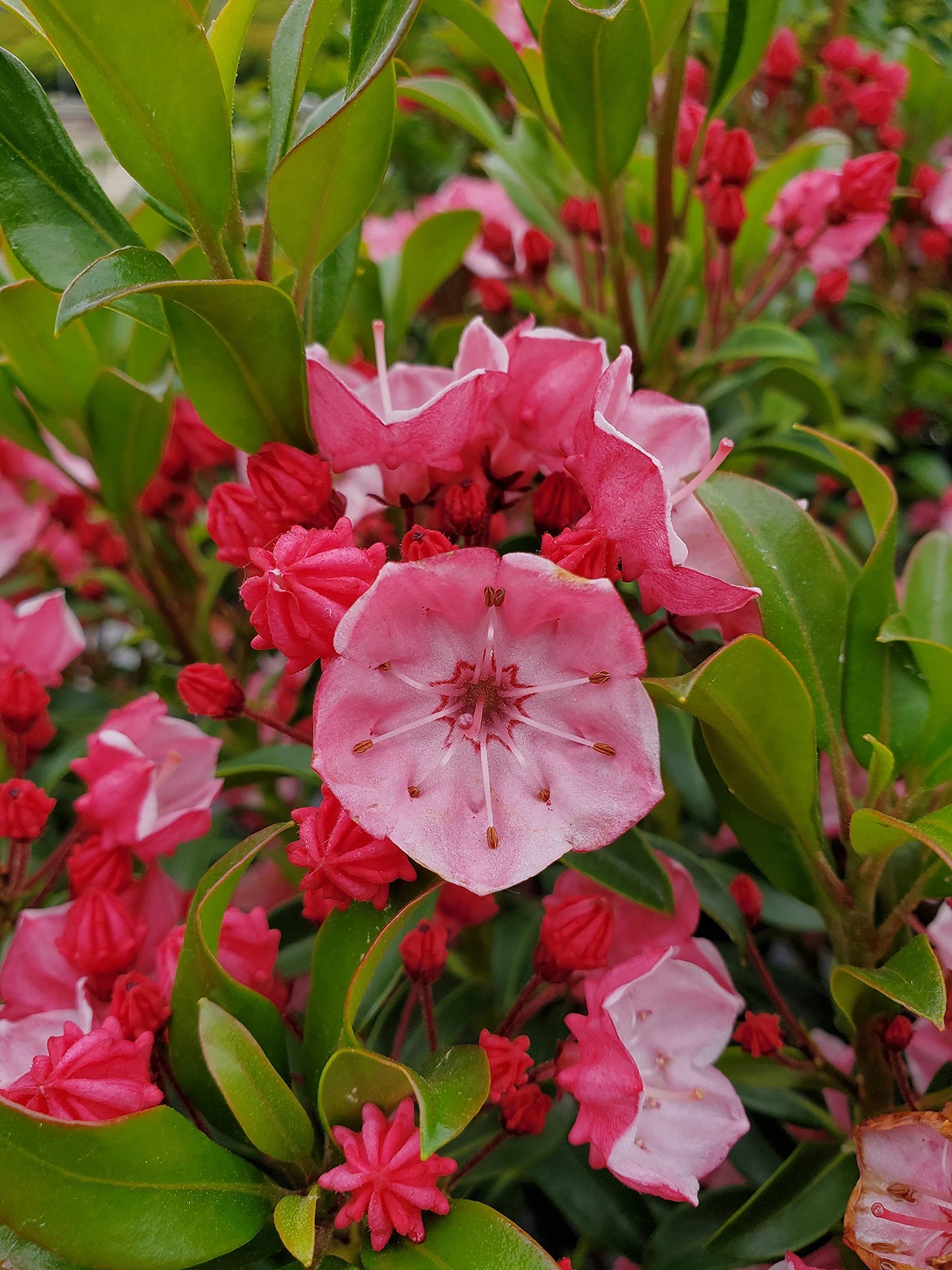 Live plant from Green Promise Farms Kalmia LAT. 'Little Linda' (Mountain Laurel) Evergreen, 3-Size Container, White Flowers Ages to Pink