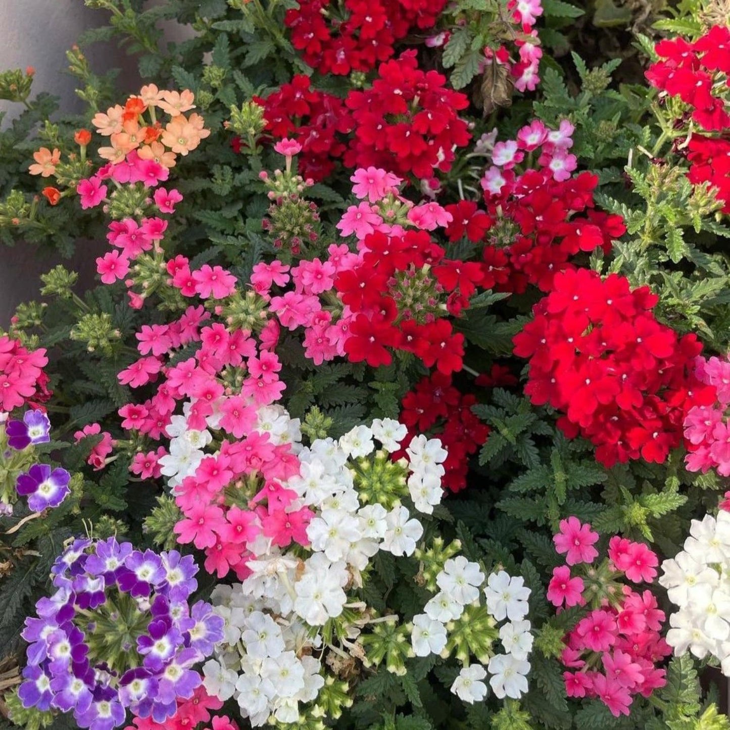 Set 2 Verbena Live Plants, Perennial Verbena Flowers, Long-Lasting, Hardy Flowering Plant for Planting (Assorted)