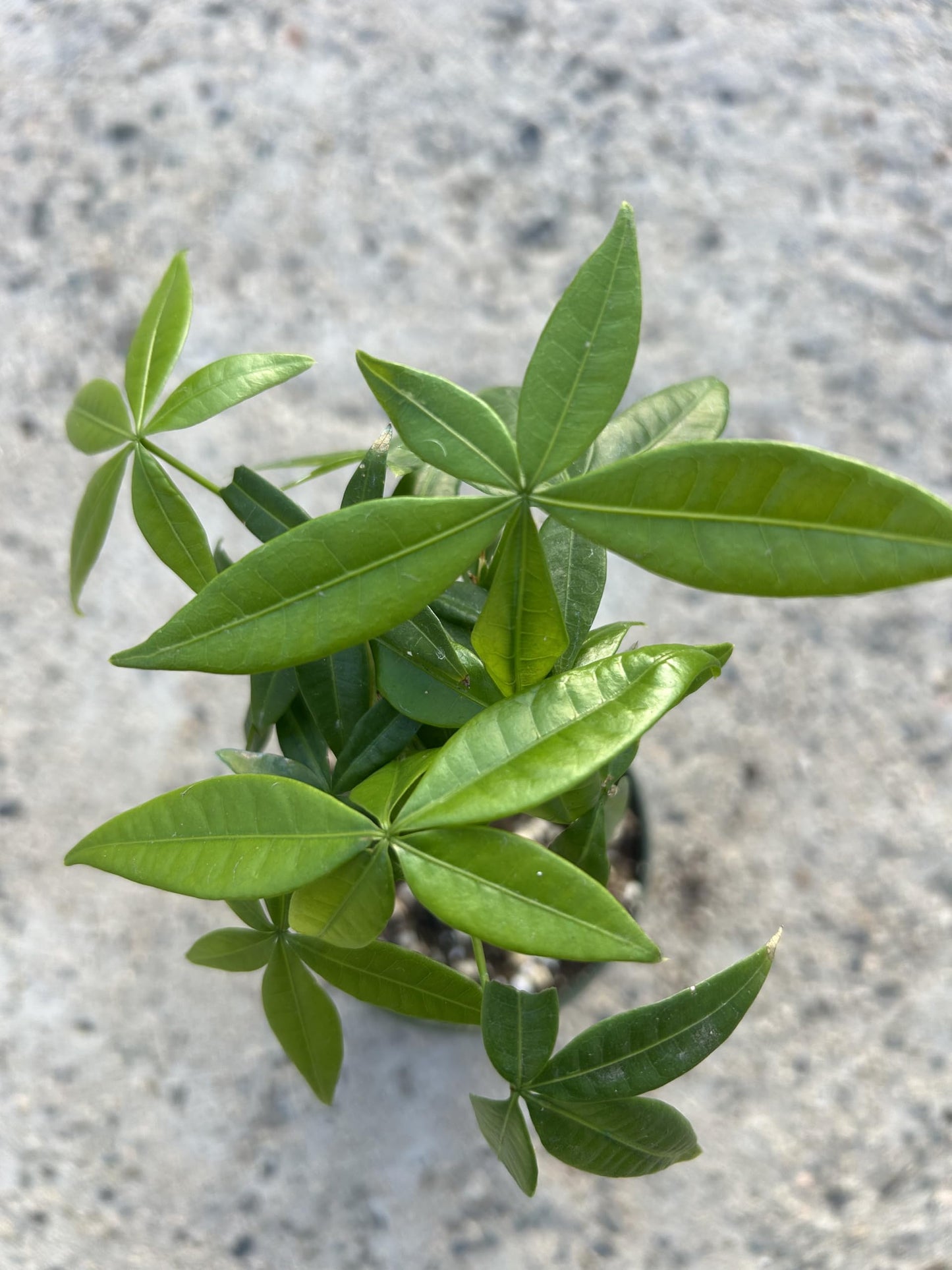Live Money Tree Plant, 5 Braided Pachira Aquatica in 4 Inch Pot, Indoor Green Plant with Soil, Low Water Requirements, Bright Indirect Light