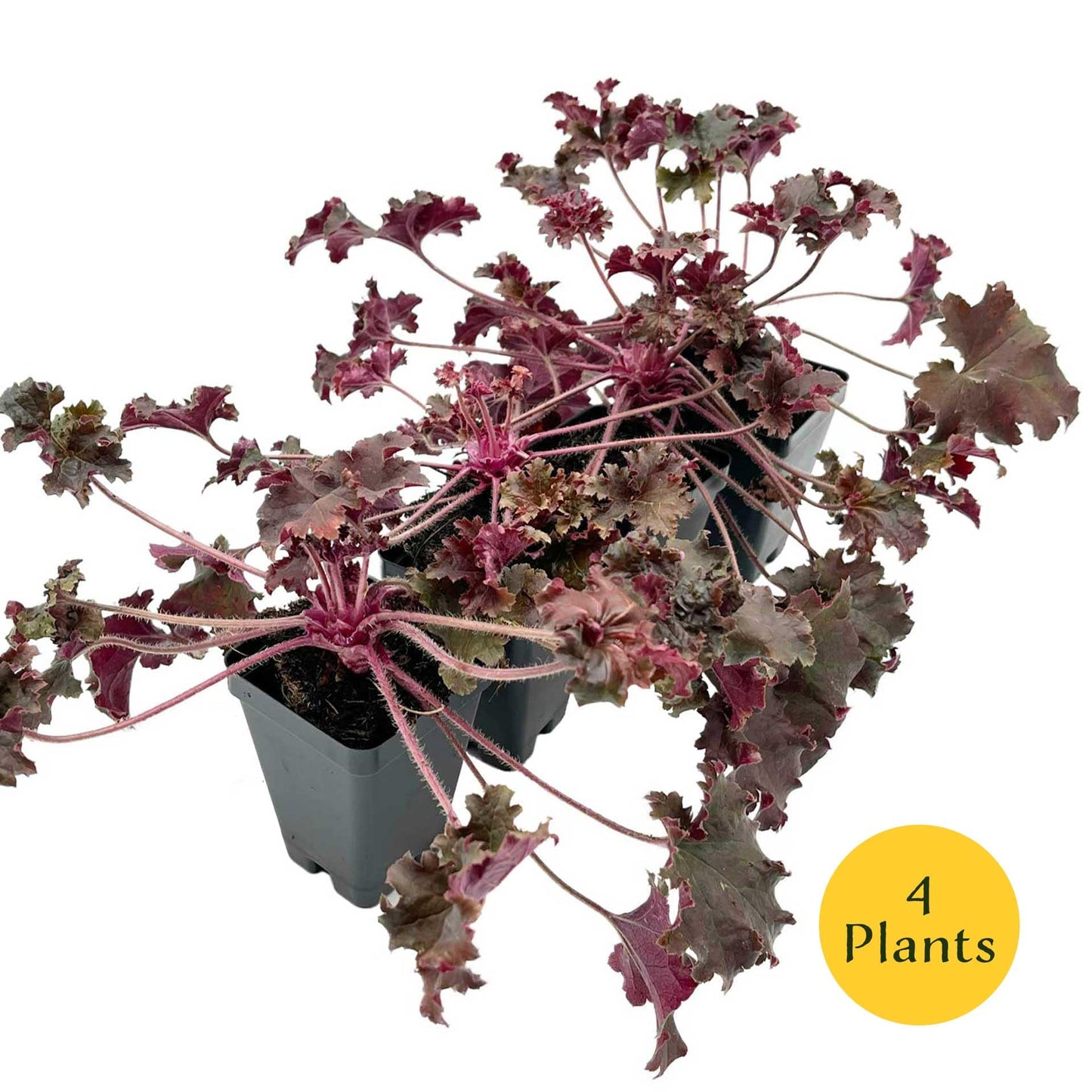 4 Dark Storm Coral Bells – Near Black Evergreen Shade Perennial with Glossy, Compact Ruffled Foliage for Borders & Containers (Heuchera ‘Dark Storm’) in 3.5” Cubes, Live Plants