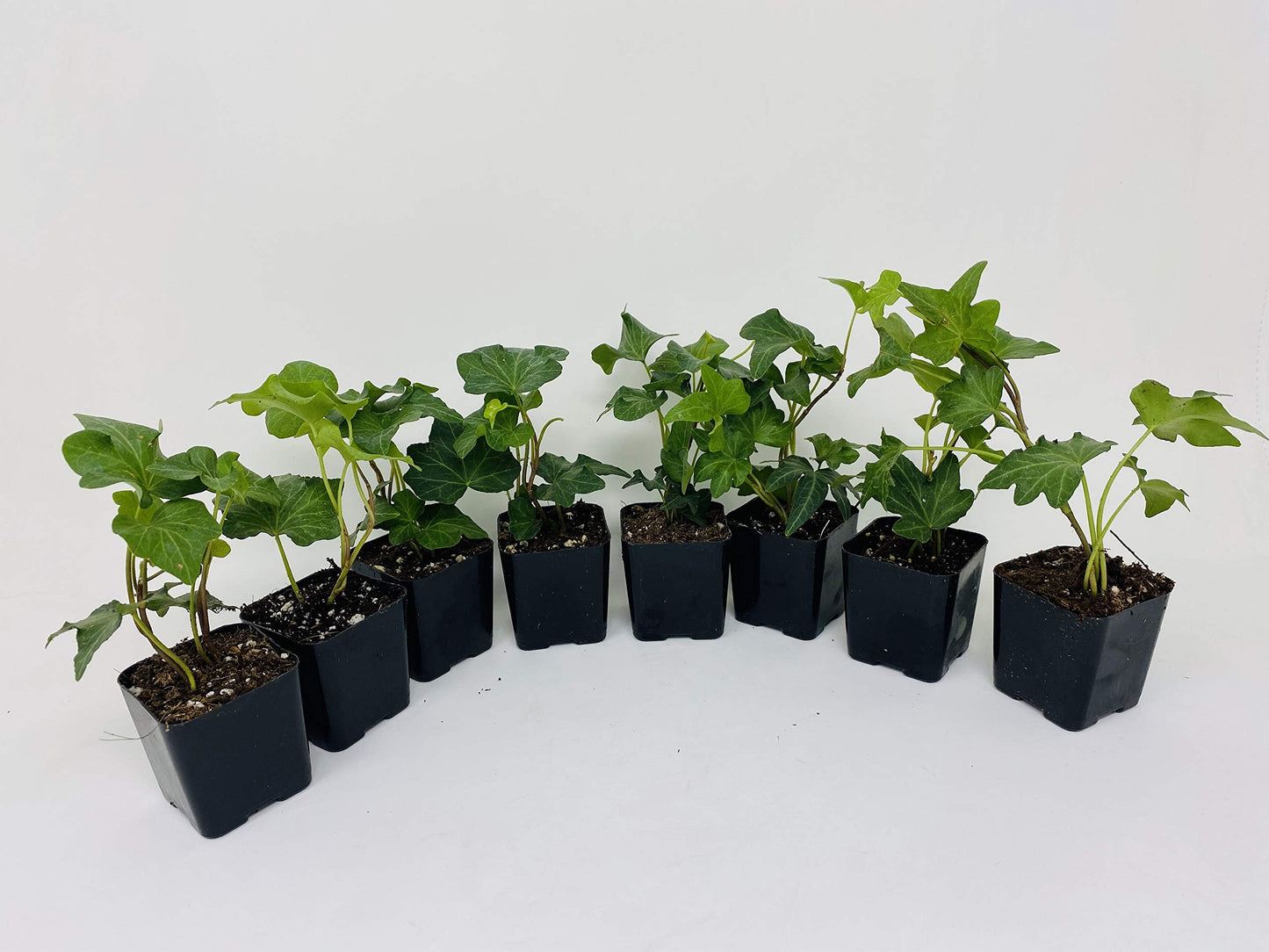 Jmbamboo - Baltic English Ivy 8 Plants - Hardy Groundcover - 2 1/4" Pot