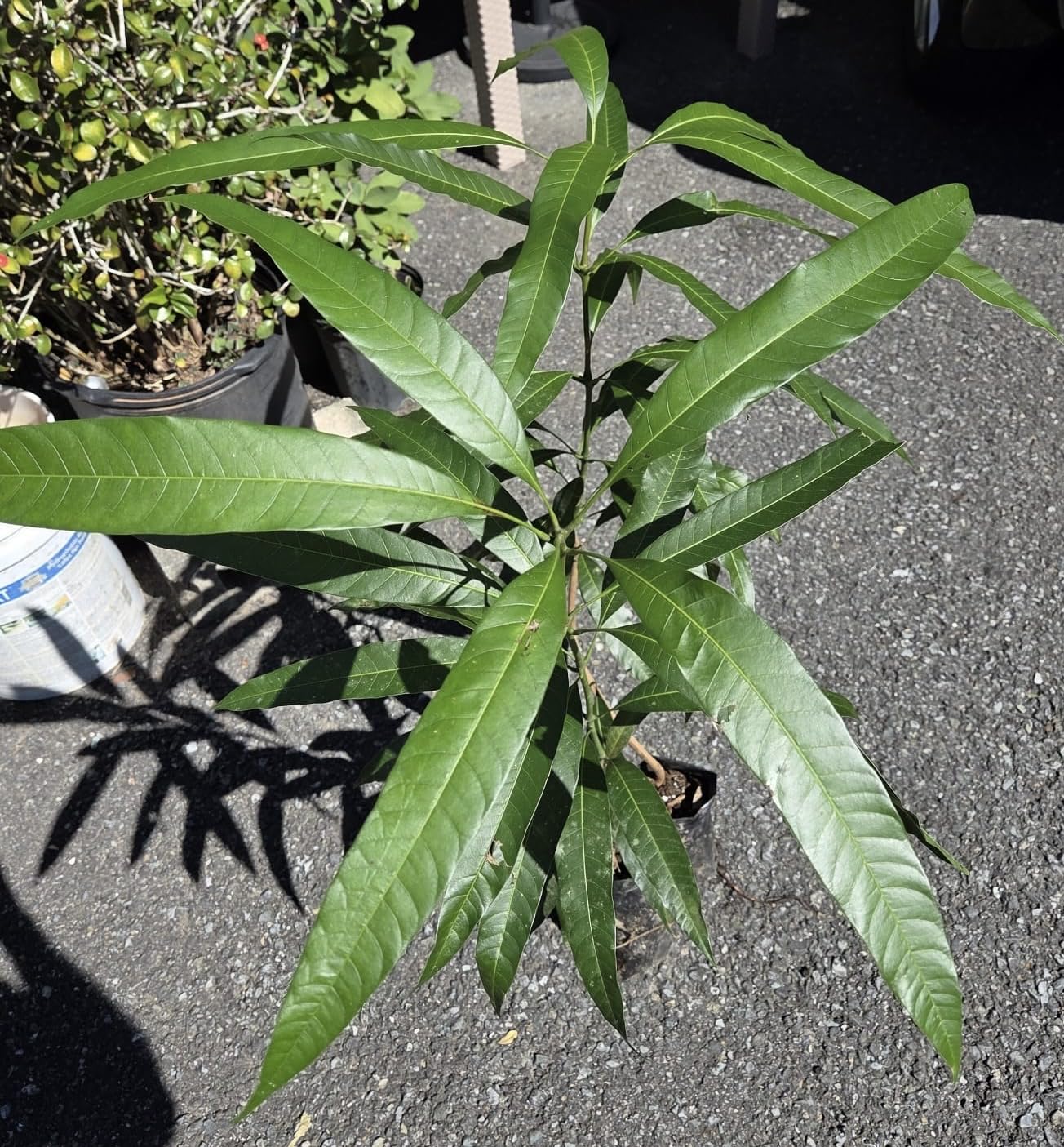 Honey Kiss Mango Tree – 1.5-2 Feet Tall, Naturally Seed Grown | Live Dwarf Tropical Fruit Tree (Mangifera Indica) | Compact, Container-Friendly Variety | Sweet, Fiberless Honey Like Mango