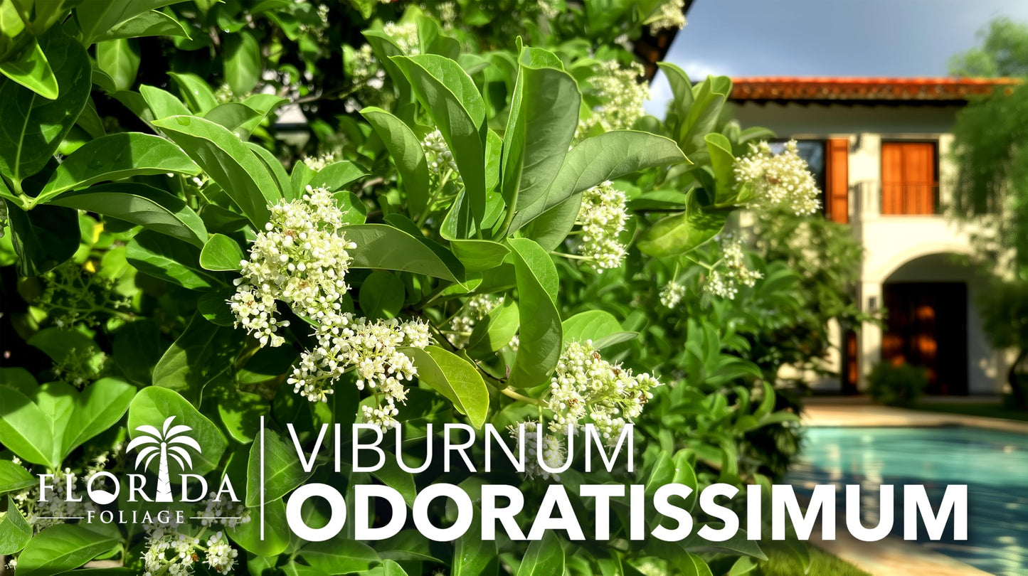 Viburnum Odoratissimum | 20 Live Plants | Fast Growing Shrub, Dense Evergreen Foliage, Fragrant White Flowers, Privacy Hedge, Low Maintenance, Drought Tolerant, Year-Round Interest