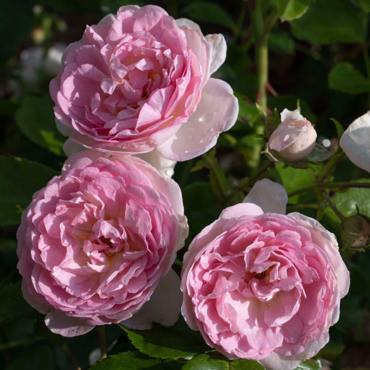 Romantica Ball Gown Rose 1.5 Gal Potted Live Plant, Reblooming Large Fragrant Pink Flowers, Own Root Hybrid Tea, Stargazer Perennials