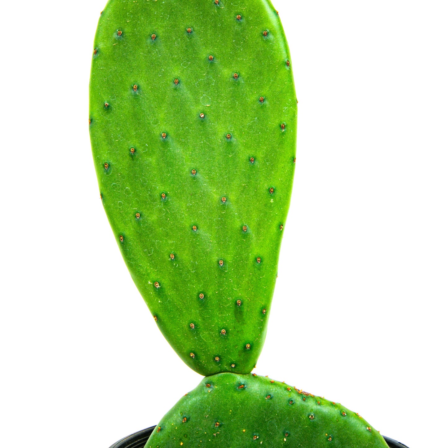 Cactus Outlet - Nopal Prickly Pear Cactus Plants Live - Live Cactus Plants - Nopal Cactus Plant Live - Prickly Pear Plant Live - Landscape Ready Cactus Plants Live Delivered Right to Your Door