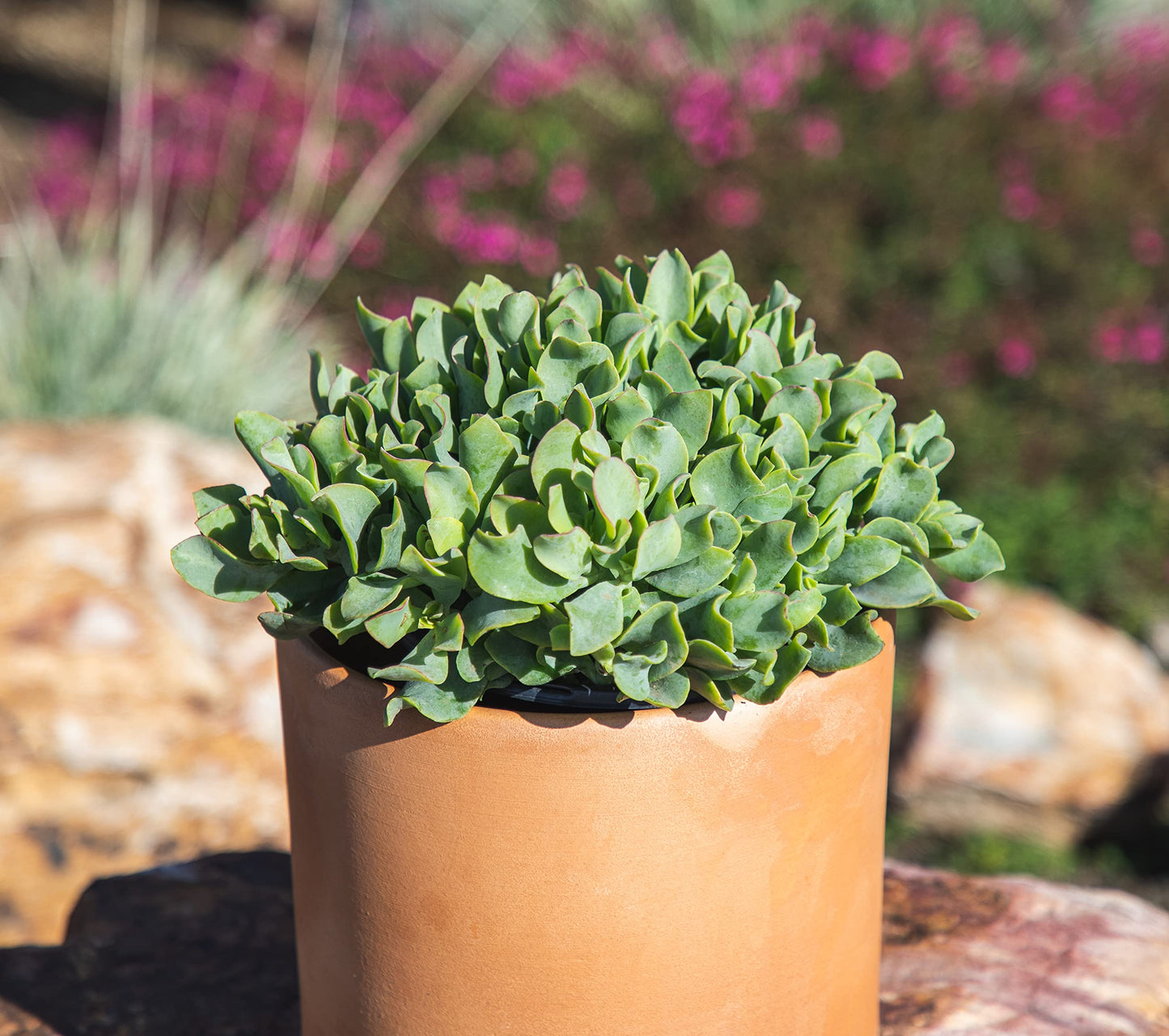 Succulents Plants Live Indoor Plants, Crassula Ripple Jade Live Houseplants, Live Succulents Live Plants Indoor Succulent Plants, Indoor Plant Real Succulents Plants House Plants by Plants for Pets