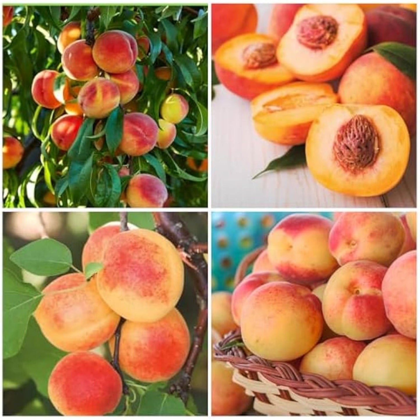 5+ Nemaguard Peach Fruit Tree Seeds for Planting Outdoor - Perennial Fruit Seeds Peach Tree Seeds Non GMO & Heirloom Seeds