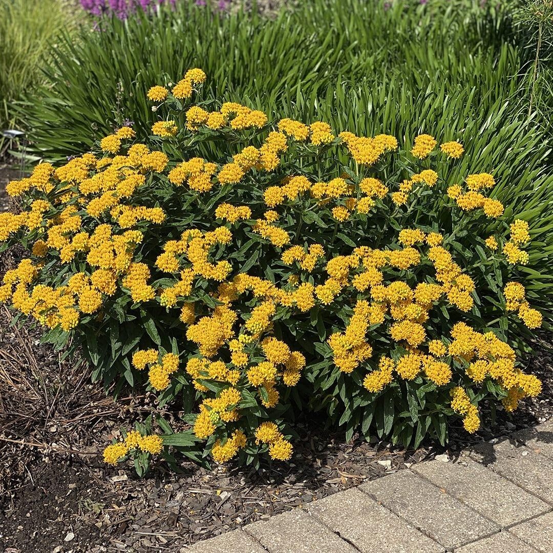 Live Plant - Yellow Milkweed Asclepias Curassavica Small Starter Plant Butterfly Plant!