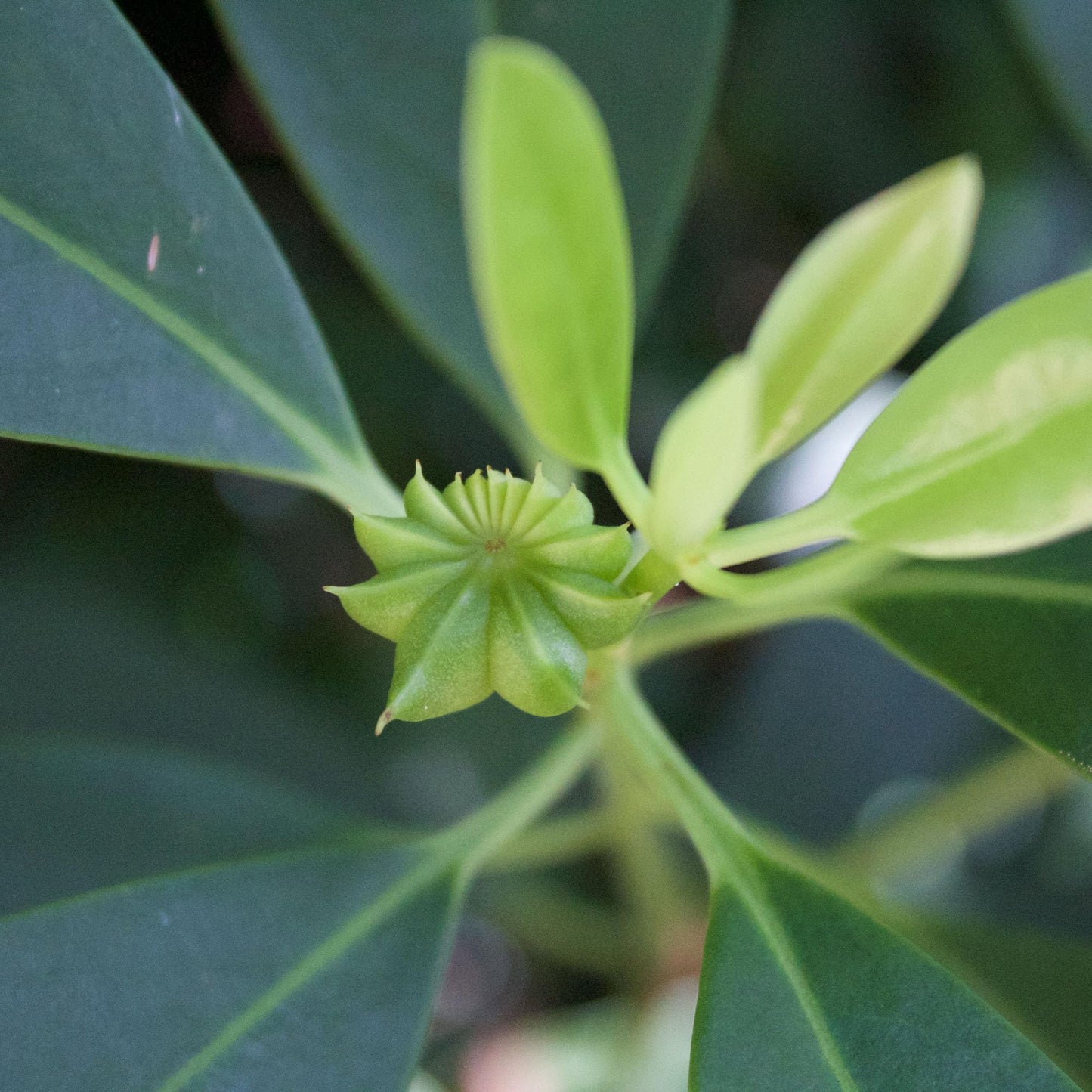 Perfect Plants Ocala Anise 1 Gallon | Live Shrub for Landscaping | Evergreen & Provides Privacy