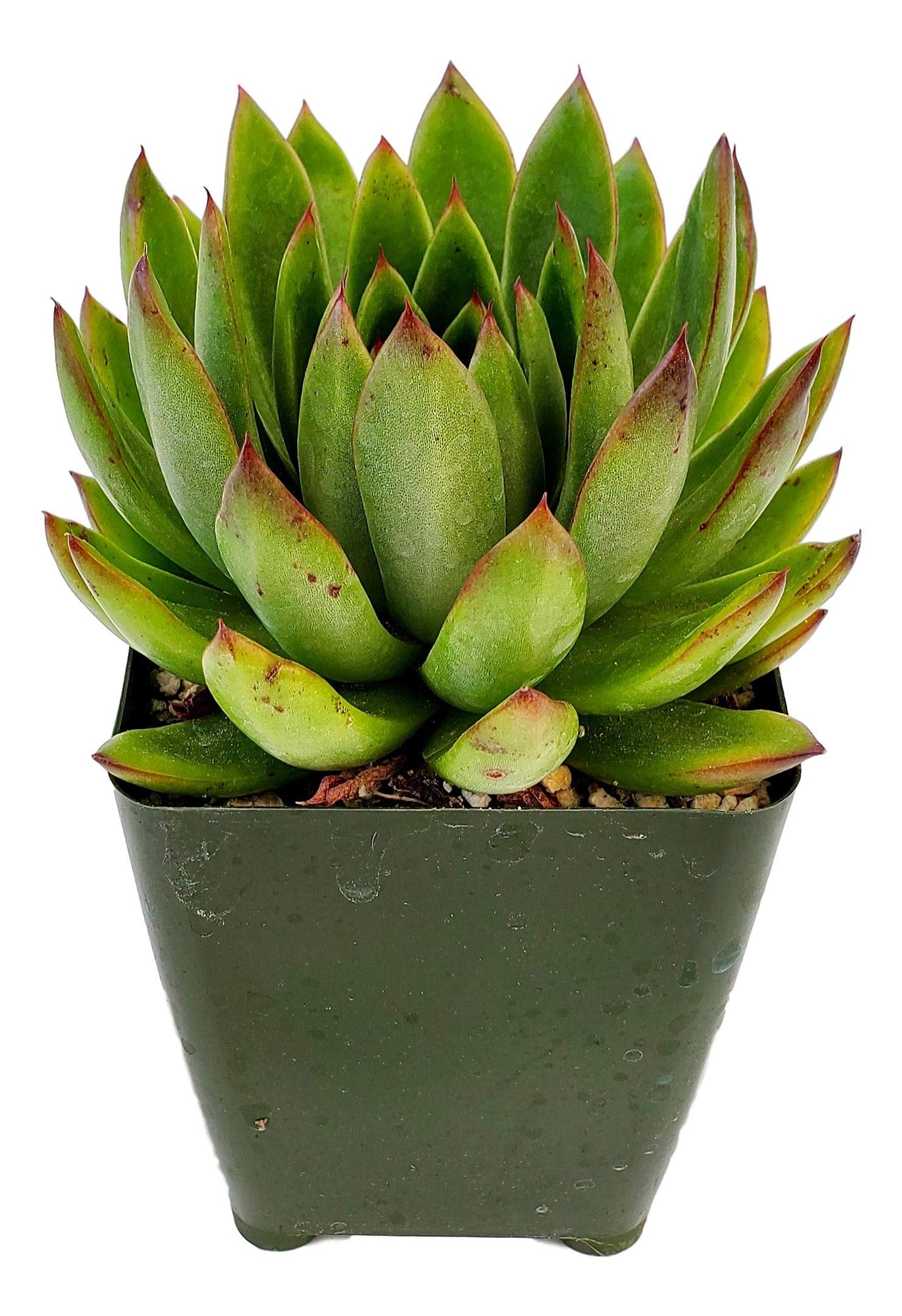 Live Green and Red Echeveria Agavoides Lipstick Succulent Plant - Stunning Rosette Drought-Tolerant Indoor/Outdoor Decor - Unique and Hardy Cactus Variety Rooted in Soil with Pot