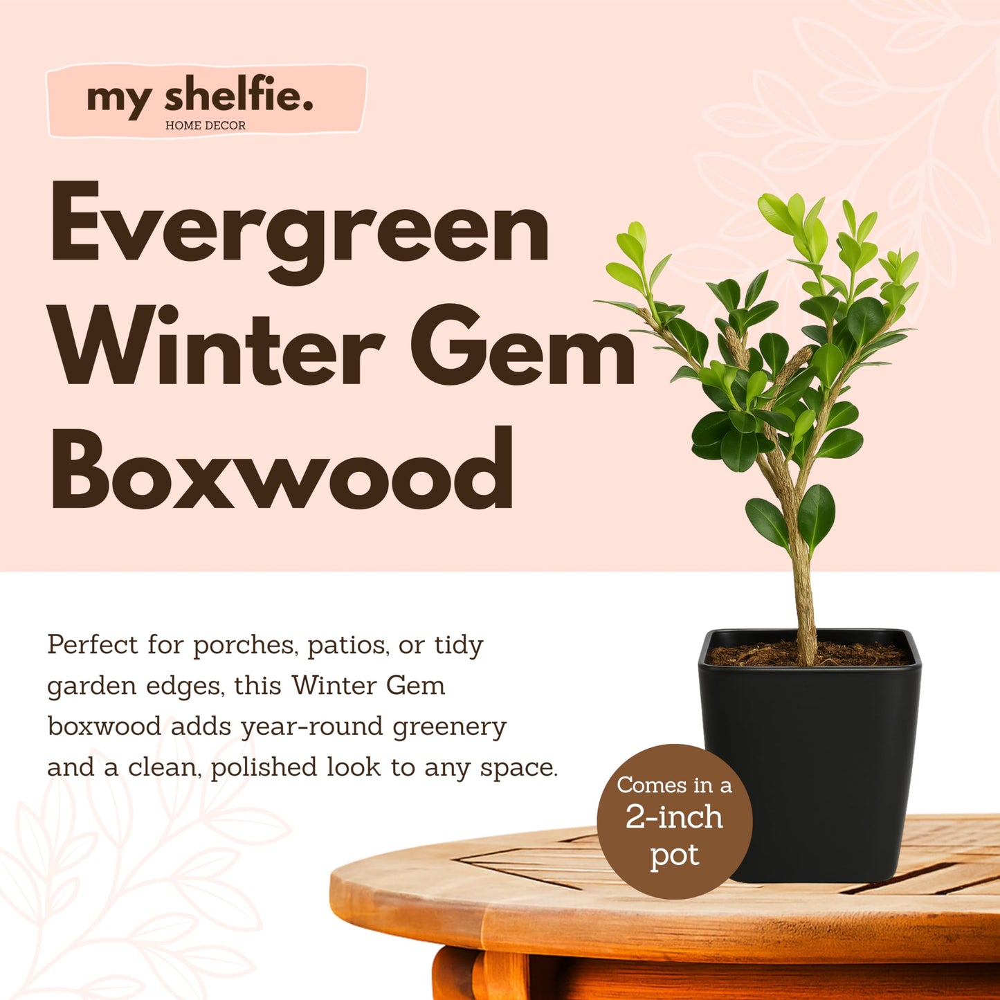My Shelfie – Winter Gem Boxwood Bonsai Starter Tree (Buxus microphylla Japonica ‘Winter Gem’), 2-Inch Live Evergreen Shrub for Indoor or Outdoor Garden, Landscape, and Home Décor (1)