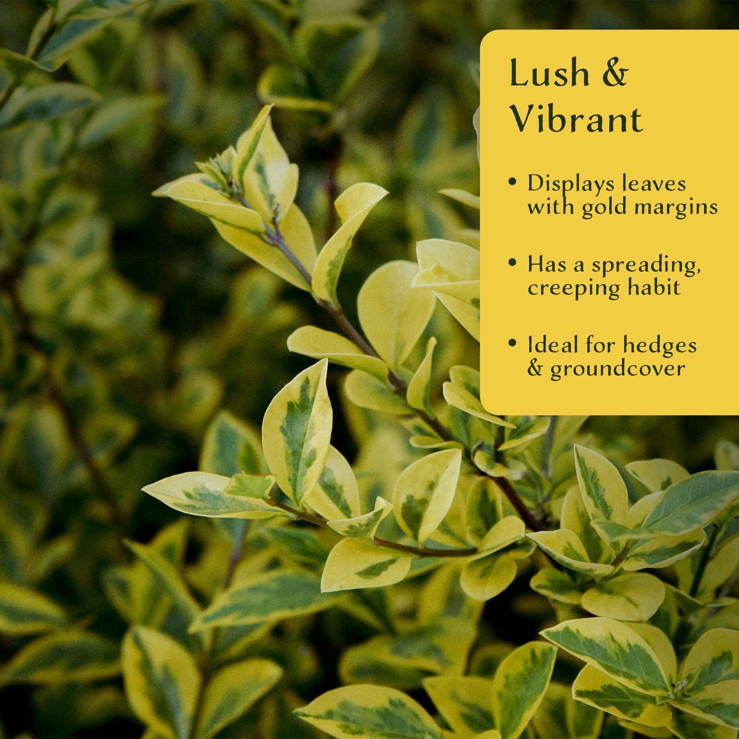 6 Green ‘n’ Gold Euonymus – Variegated Evergreen Shrub for Groundcover, Borders & Low Hedges (Euonymus fortunei ‘Emerald ‘n’ Gold’) in 3.5″ Cubes, Live Plants