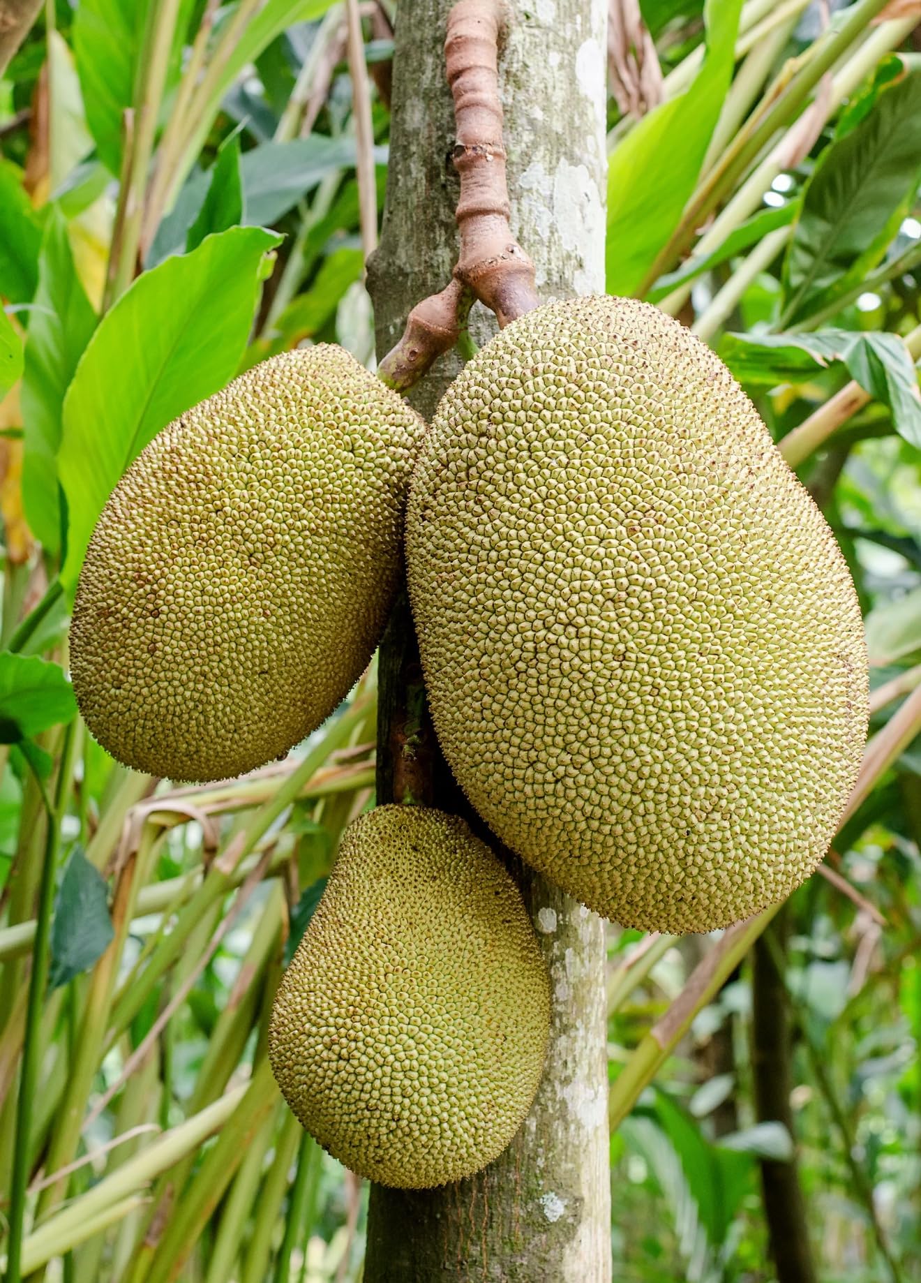 Jackfruit Artocarpus Heterophyllus Jack Live Fruit Tree (1-2ft) jaca,yaca Plant