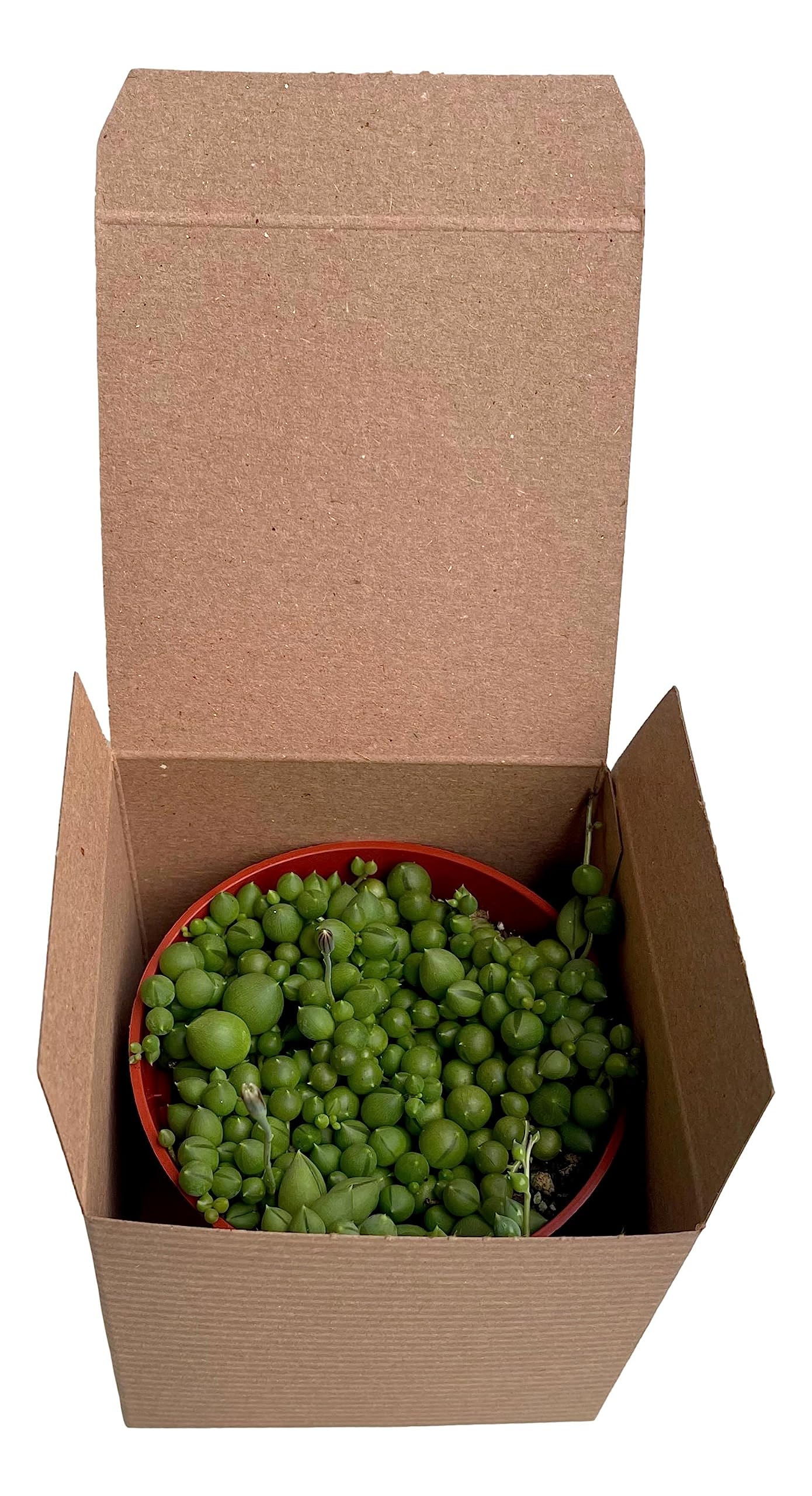 Succulent Plant in Gift Box String of Pearls (Senecio Rowleyanus) - Live Trailing Plants Fully Rooted & in Bloom - Rare House Plant for Home Office Wedding Hanging Decoration - 4" Pot with Soil Mix