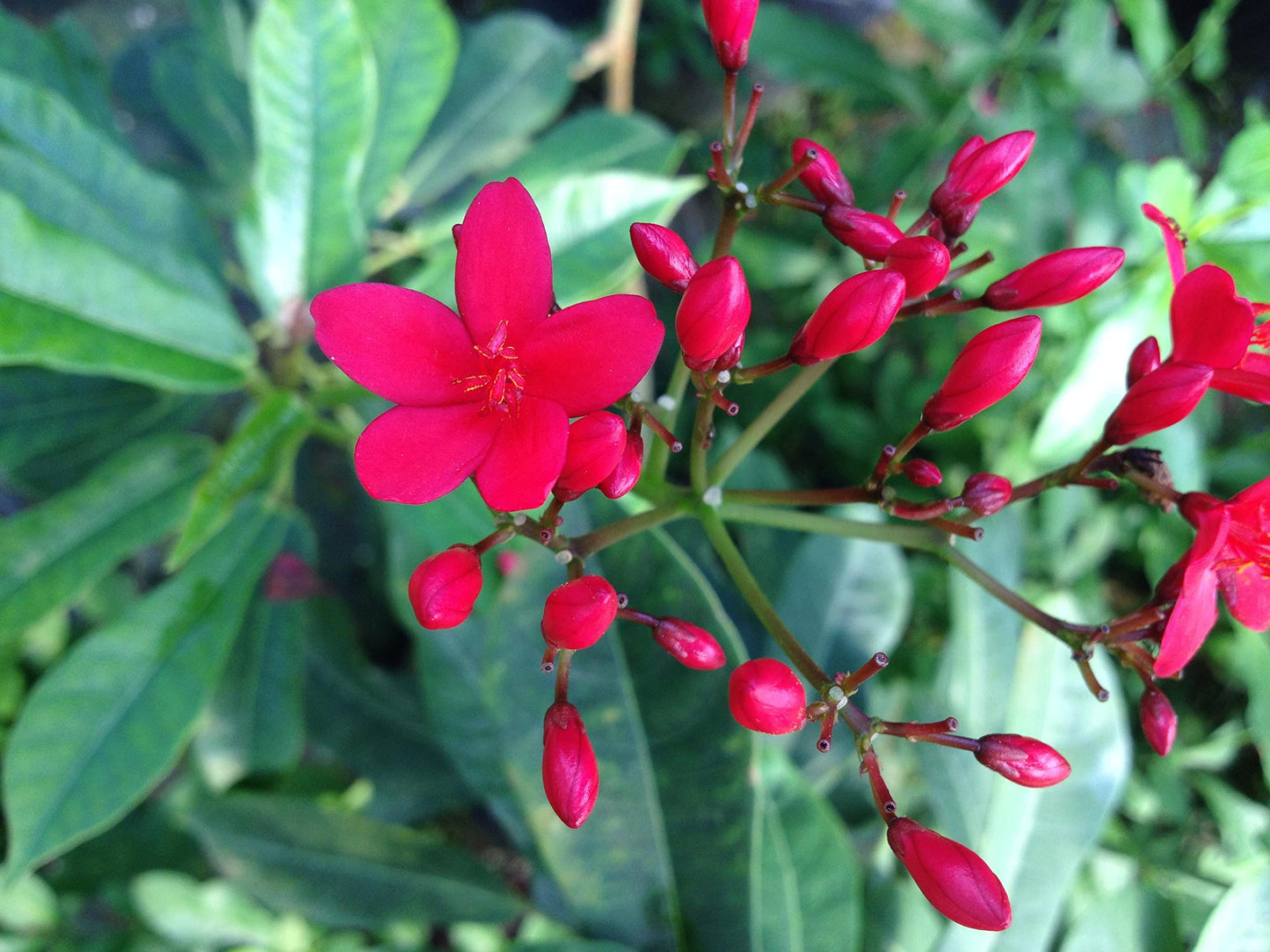 Dwarf Jatropha integerrima - Peregrina - Live Tree Plant - Compact Form - Red Flower - Emerald Goddess Gardens - Starter Sz 4 Inch Pot